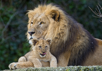 обоя животные, львы, сын, отец