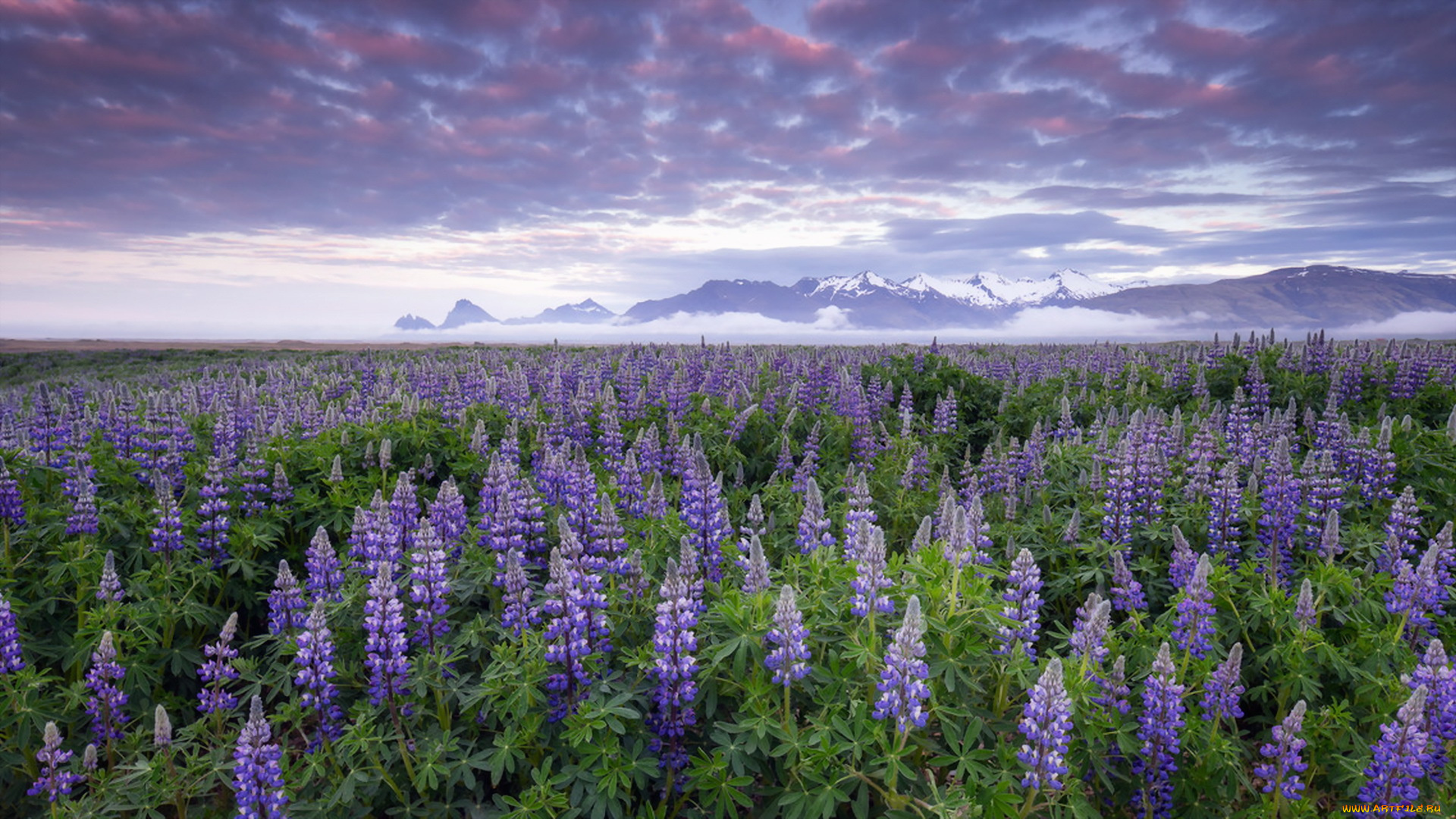 природа, луга, lupines, iceland, flowers