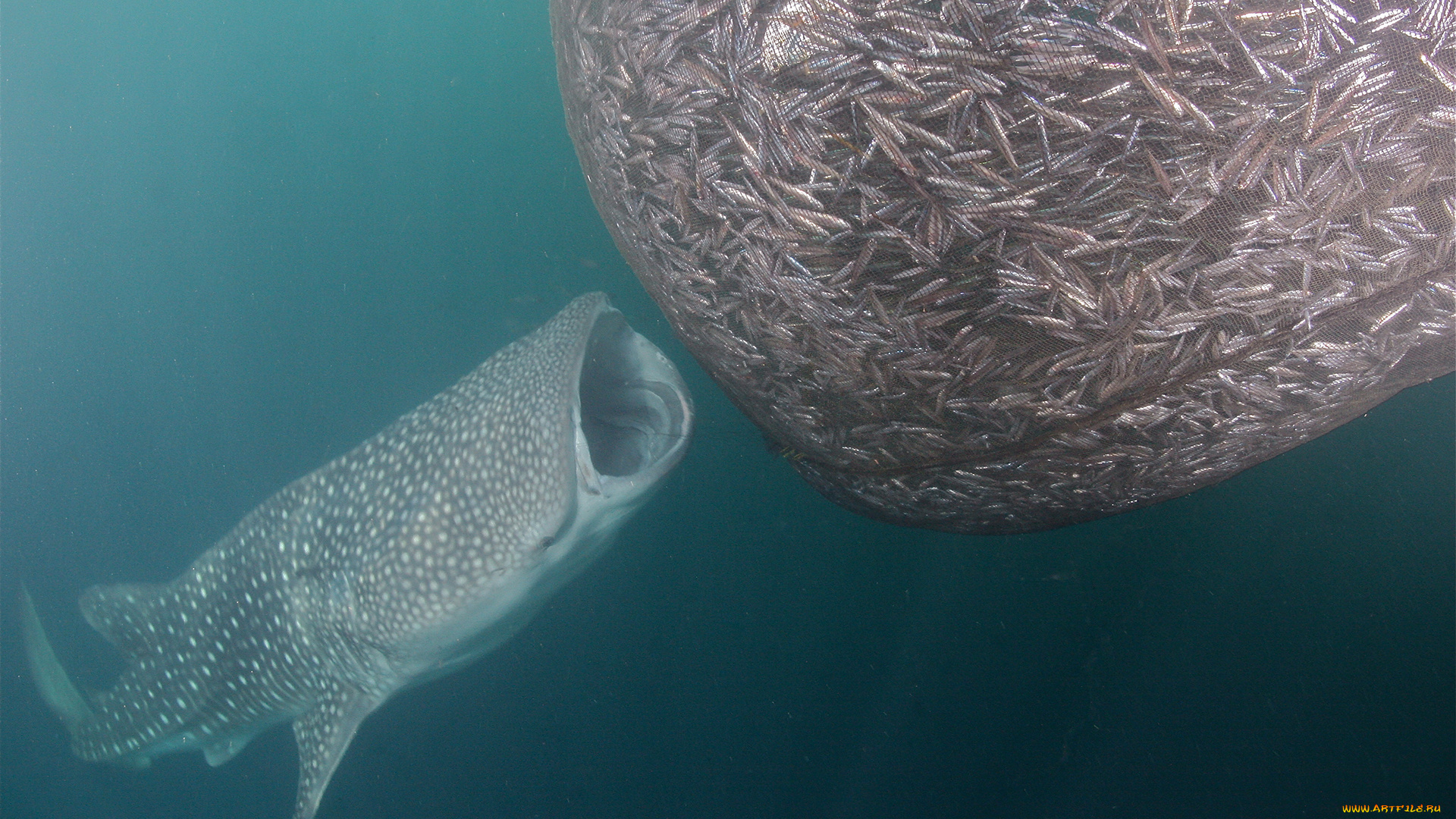 shark, животные, акулы, рыбы, море, хищник, акула