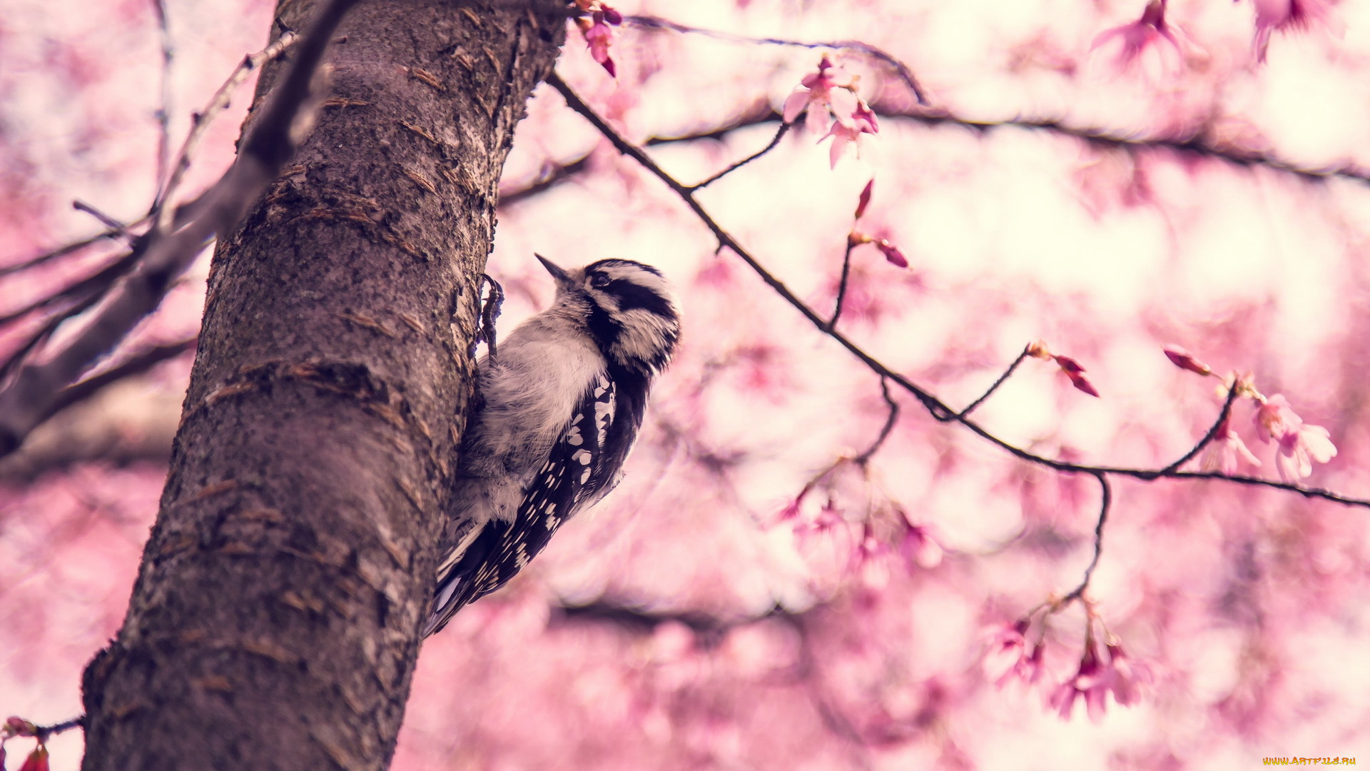 животные, дятлы, птица, дерево, весна