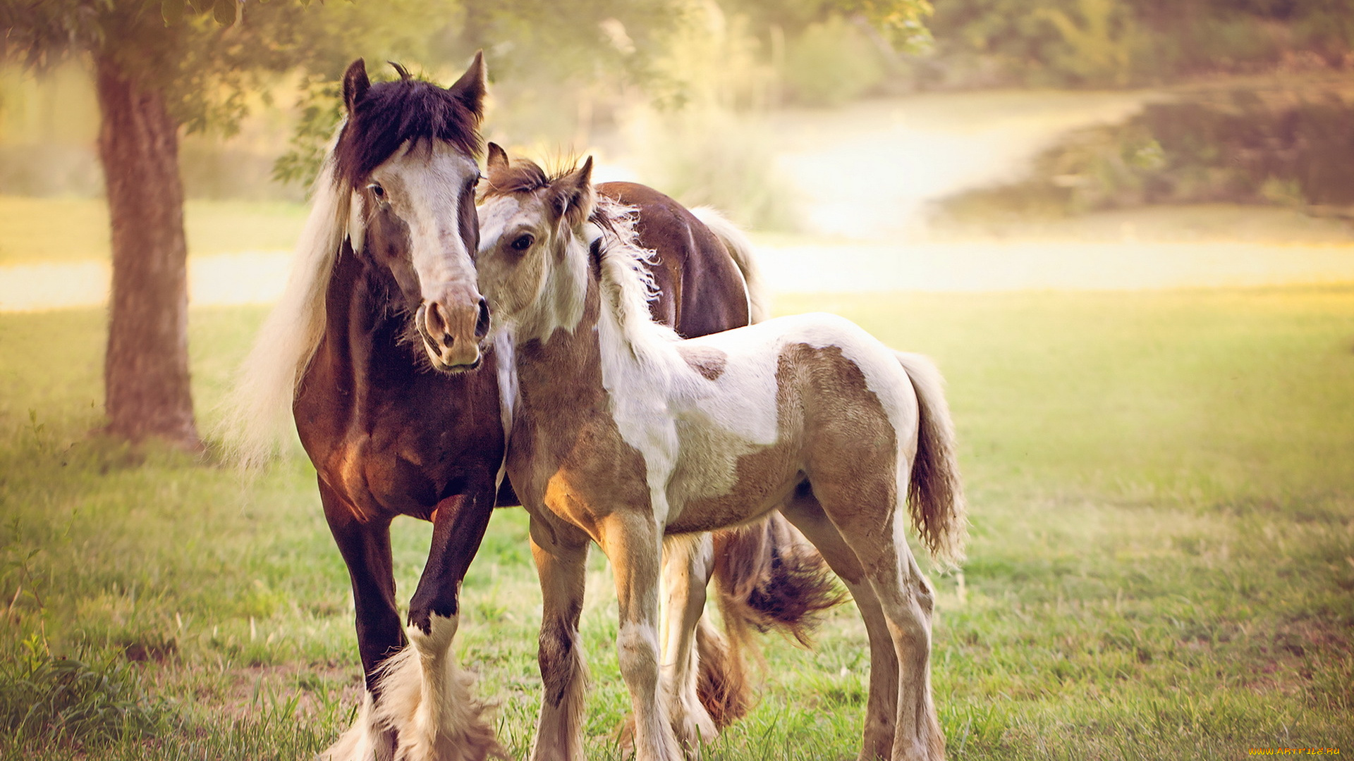 животные, лошади, кони, природа, лето