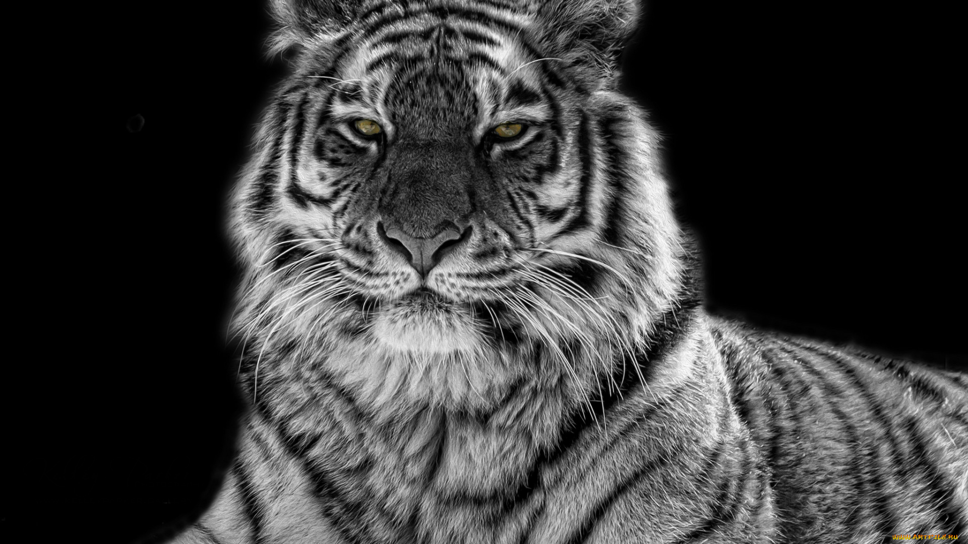 животные, тигры, глаза, хищник, черно-белый, тигр