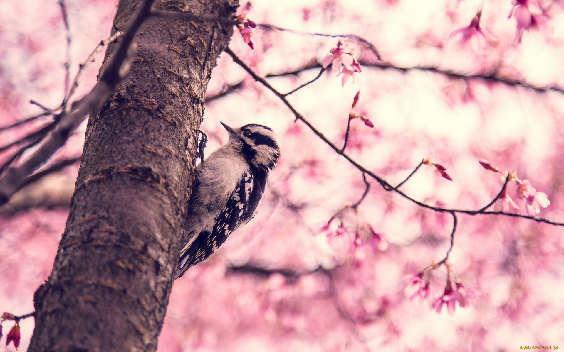 животные, дятлы, птица, дерево, весна