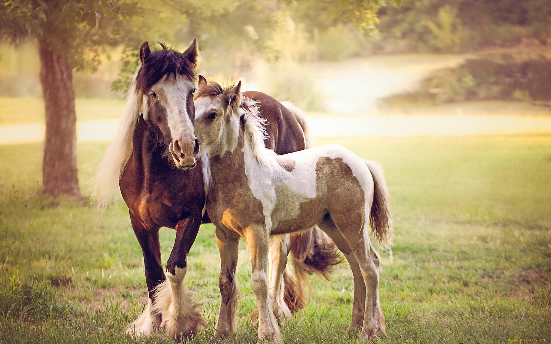 животные, лошади, кони, природа, лето