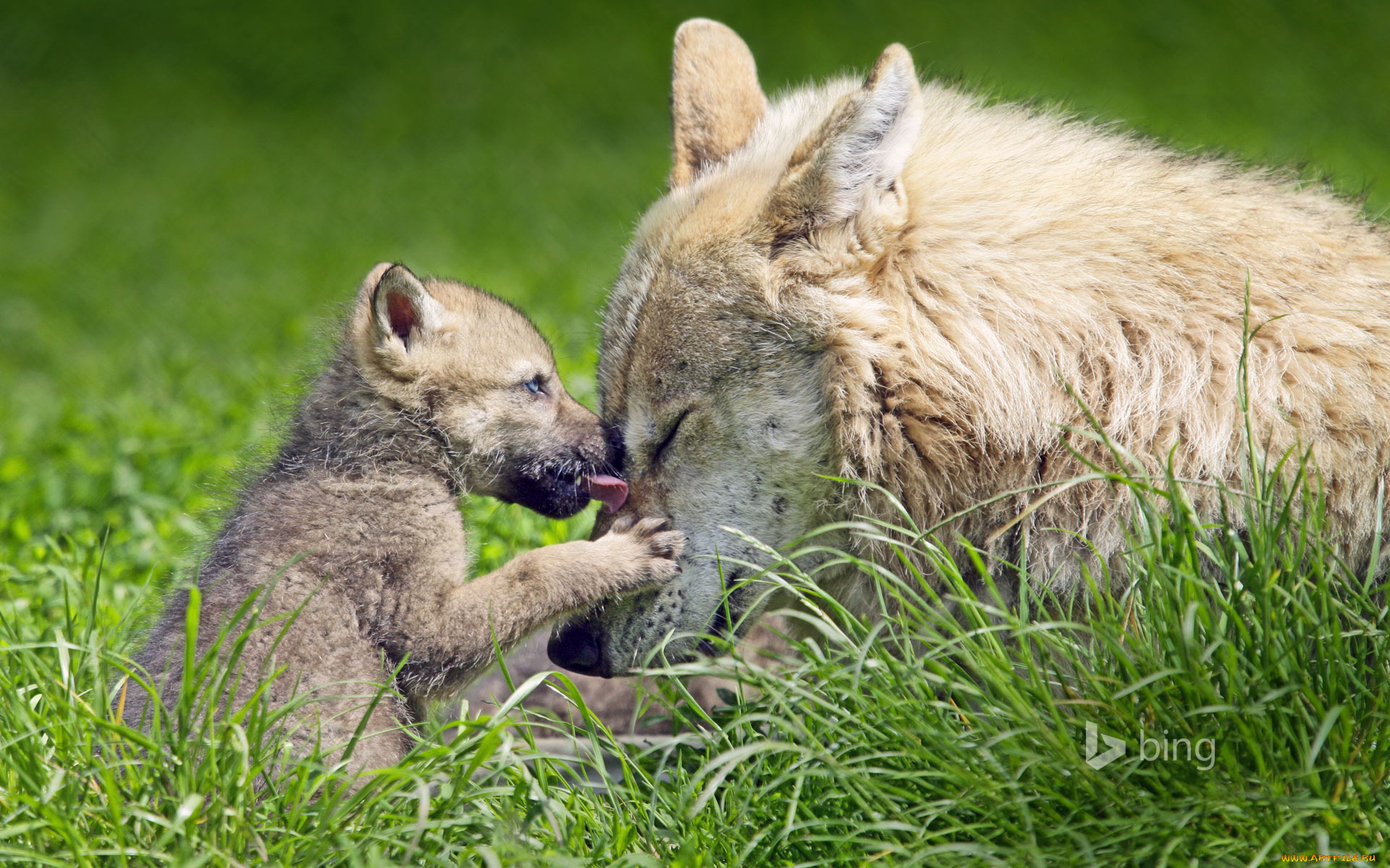 животные, волки, , койоты, , шакалы, волк, волчица, волчонок, трава, природа