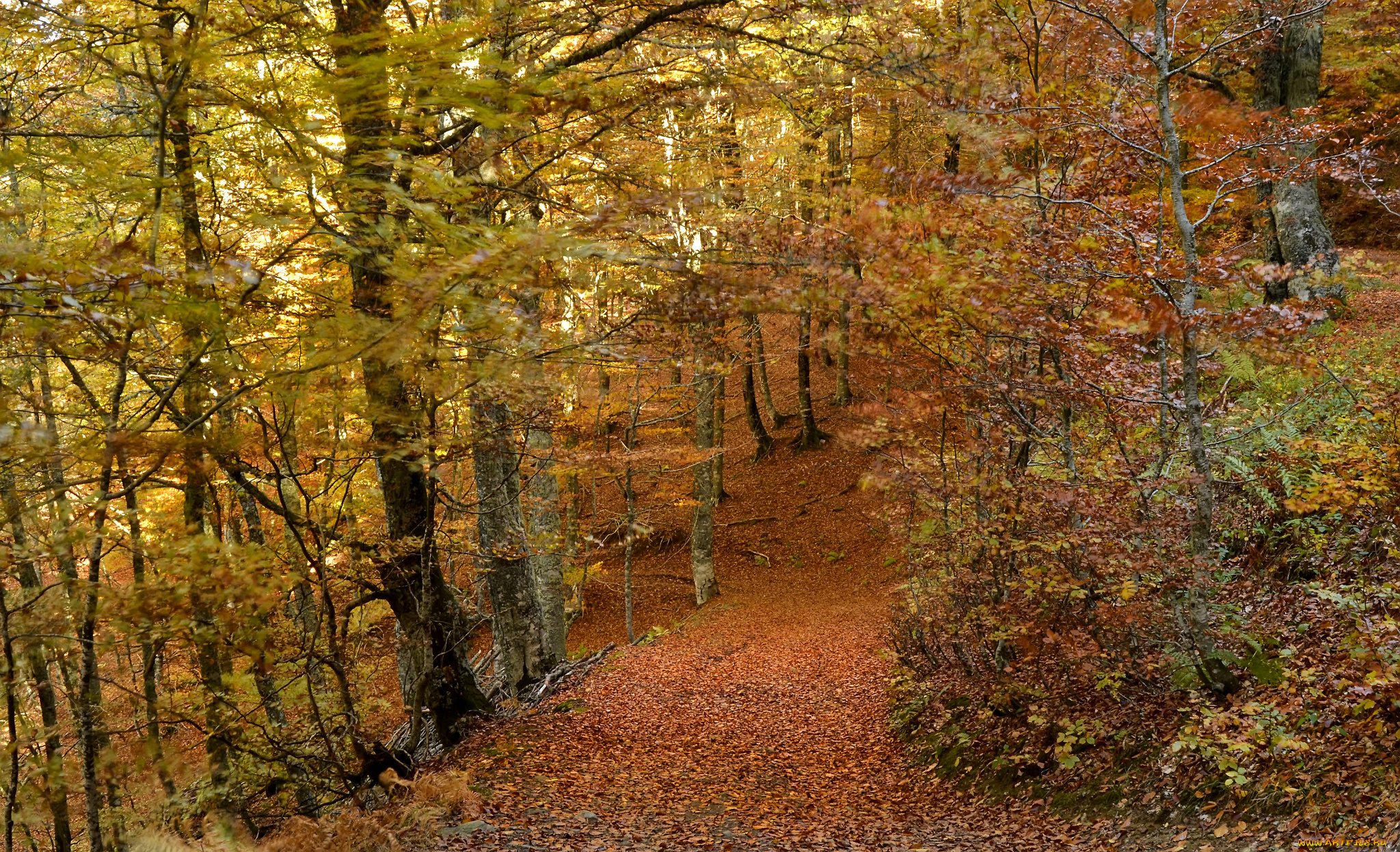 Осення дорожка лесу загрузить