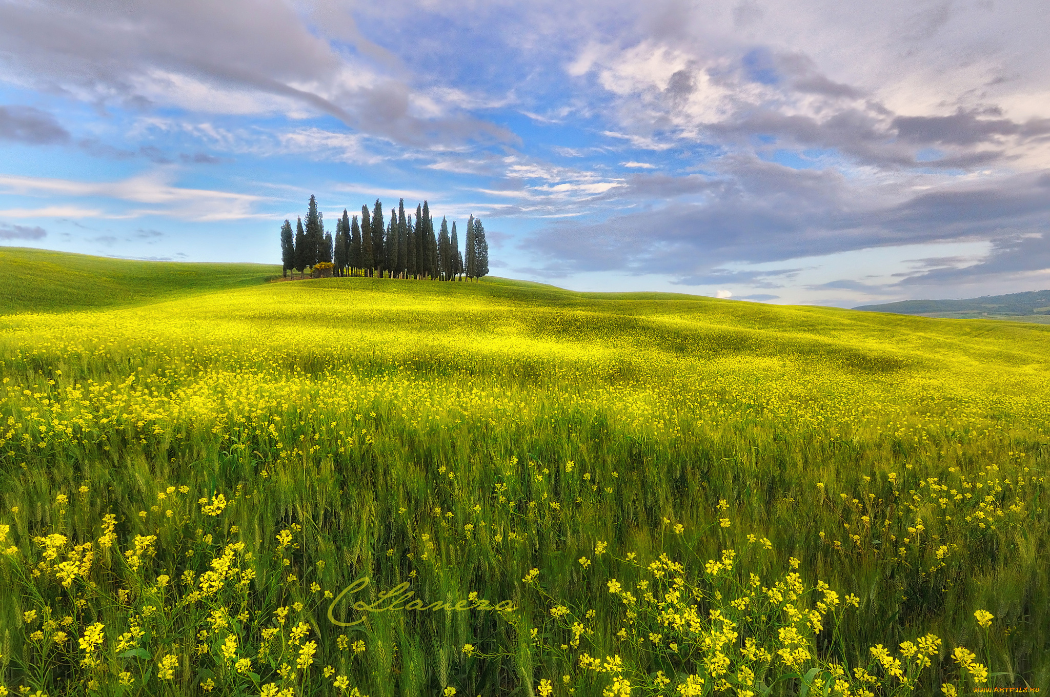 Поле весной картинки. Цветущий луг Тоскана. Поле луг. Природа луг. Весеннее поле.