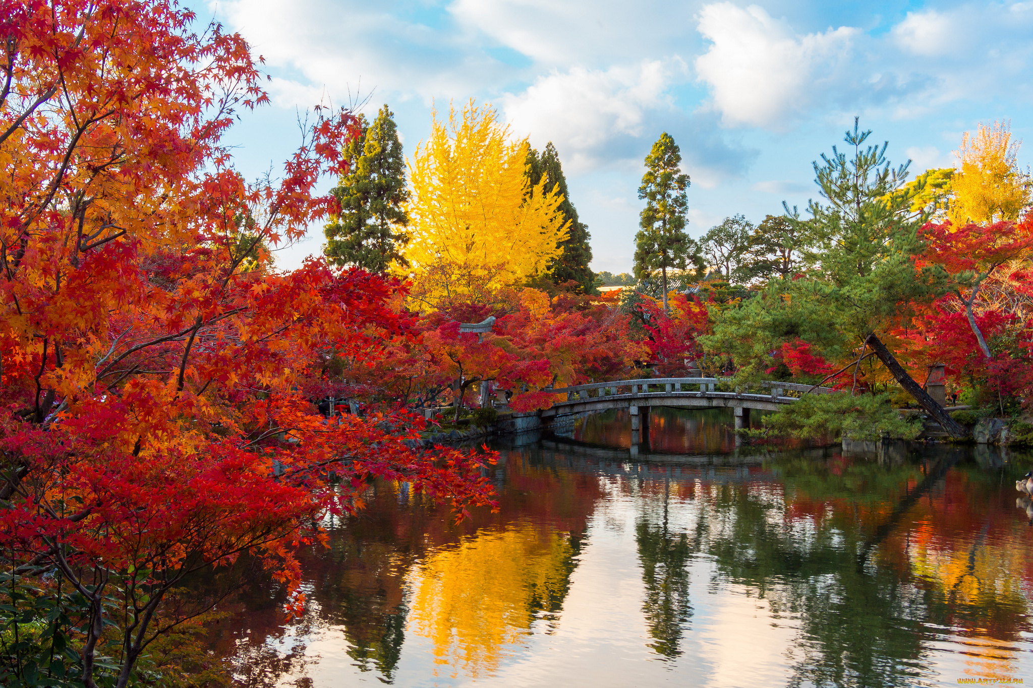 природа, парк, листья, деревья, осень, мостик, пруд, сад, Япония