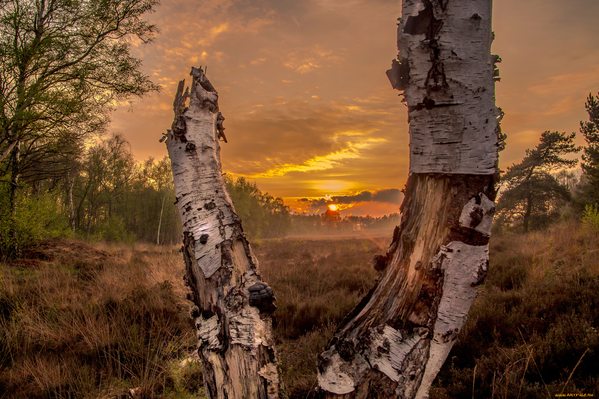 природа, восходы, закаты, sunset, in, the, forrest, поле, лес, берёза, закат, солнце