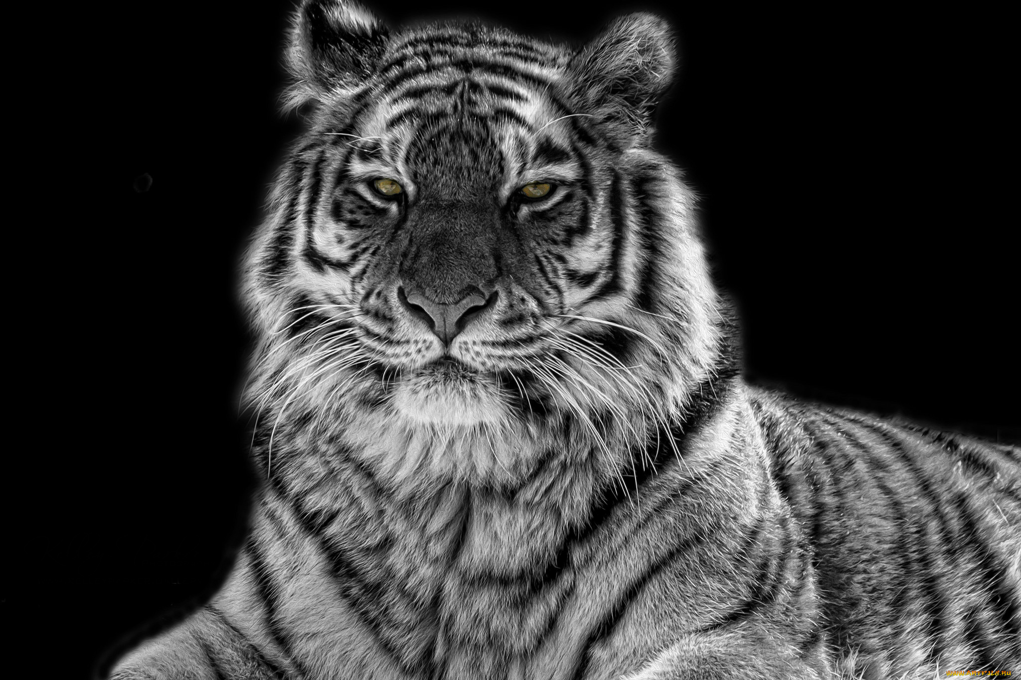 животные, тигры, глаза, хищник, черно-белый, тигр
