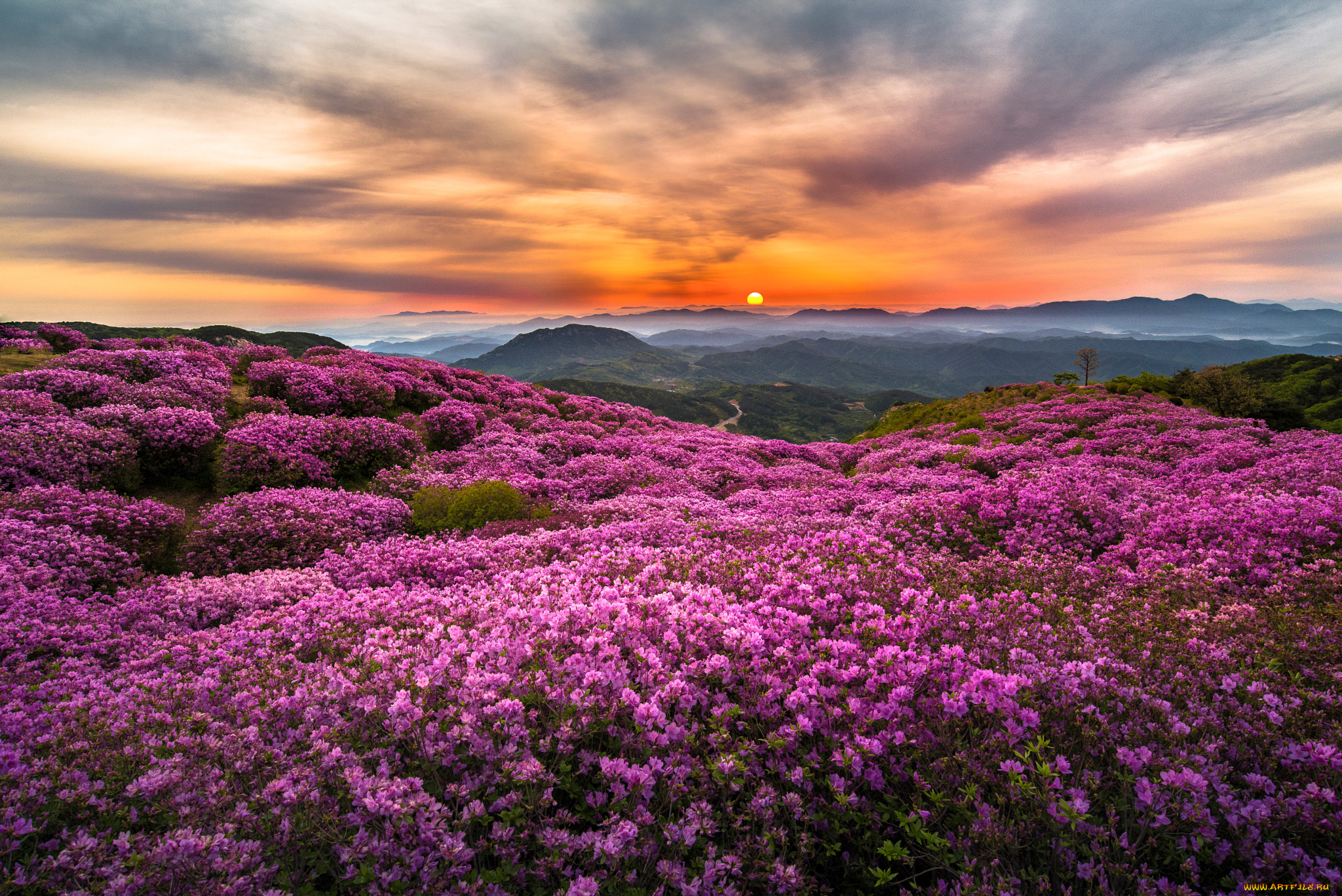 закат горы цветы холмы бесплатно