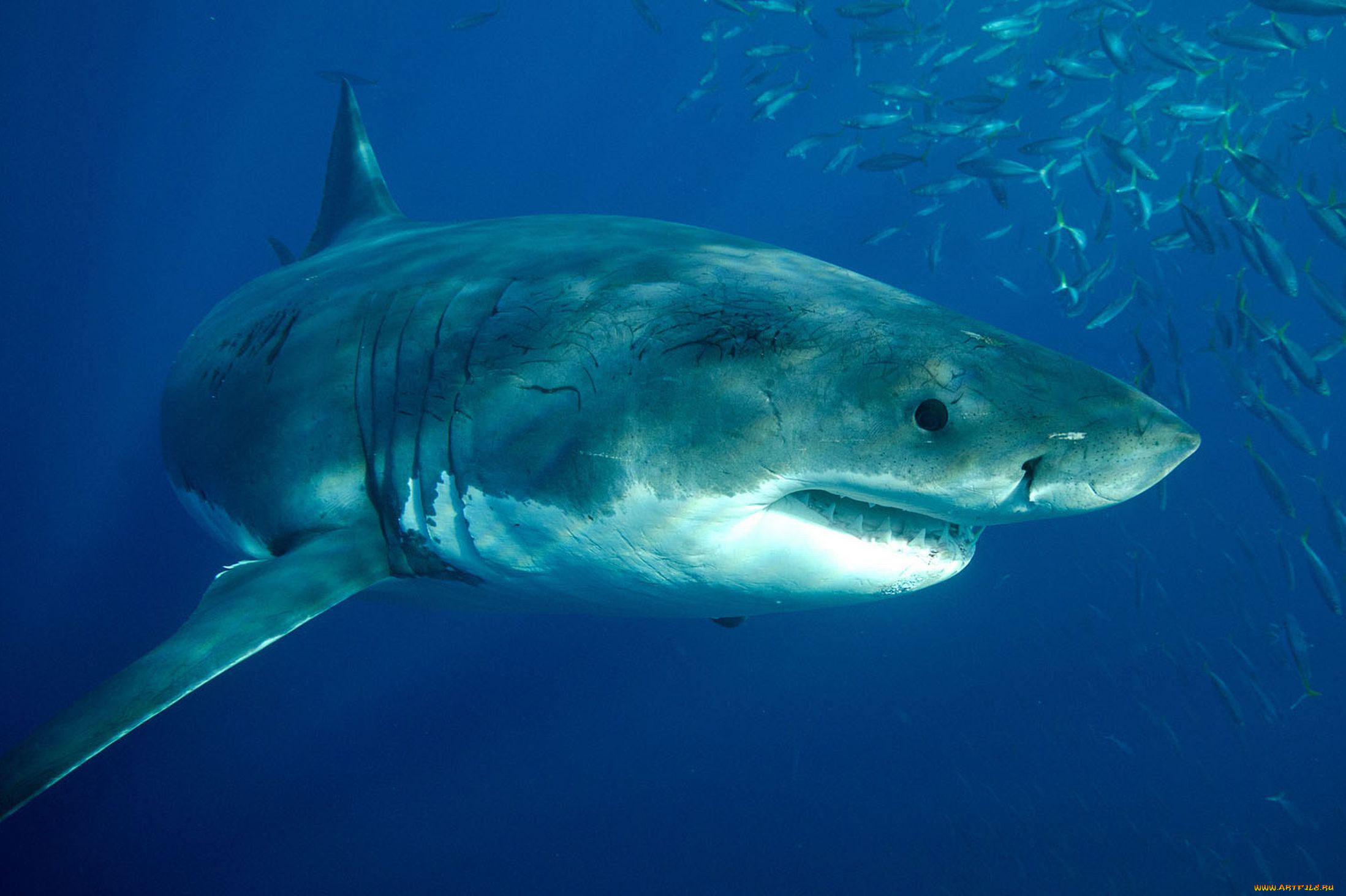 Болотная акула. Копьезубая акула. Рыбы хищники. Самая опасная акула в мире.