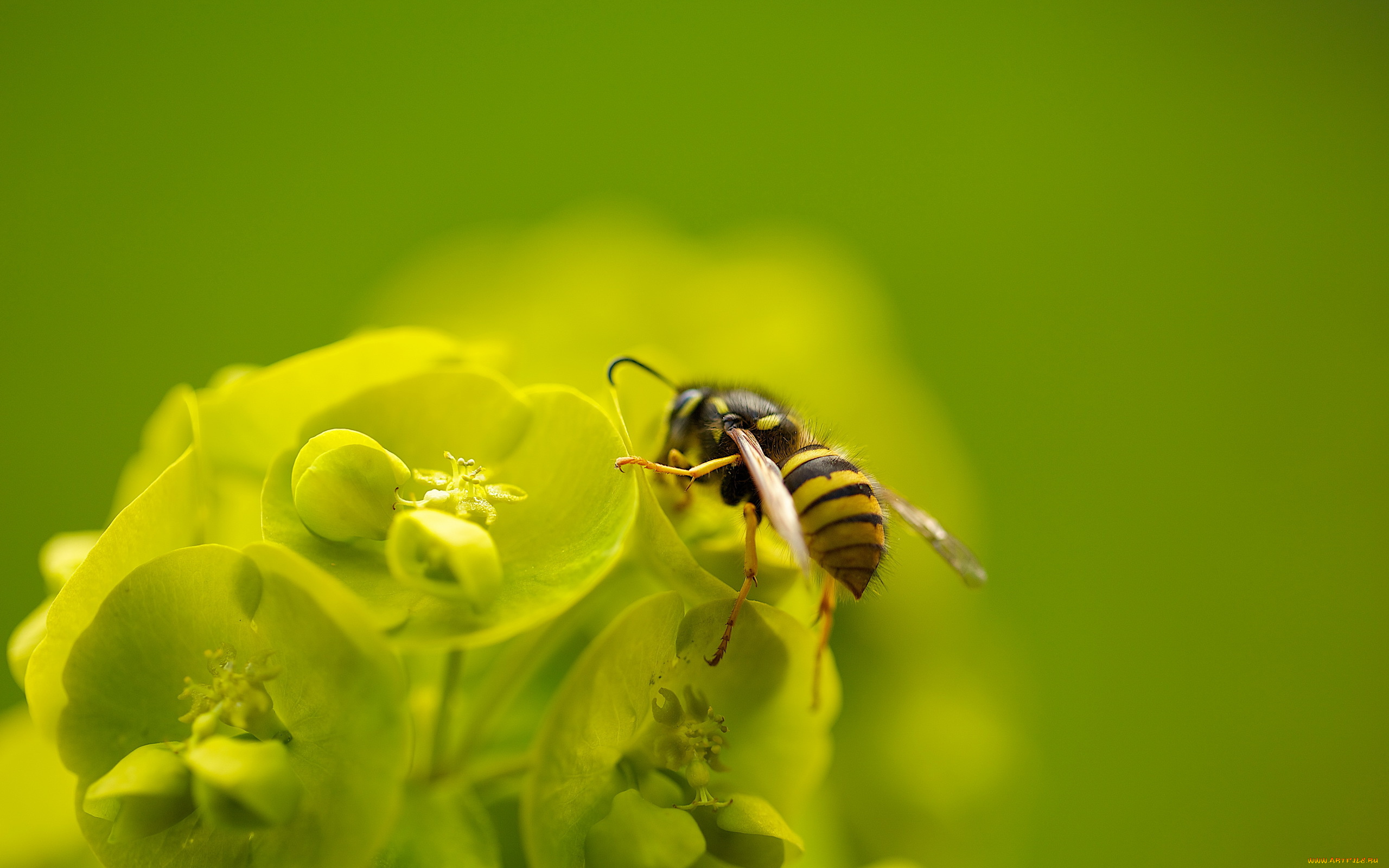 животные, пчелы, , осы, , шмели, пчела, цветок, макро