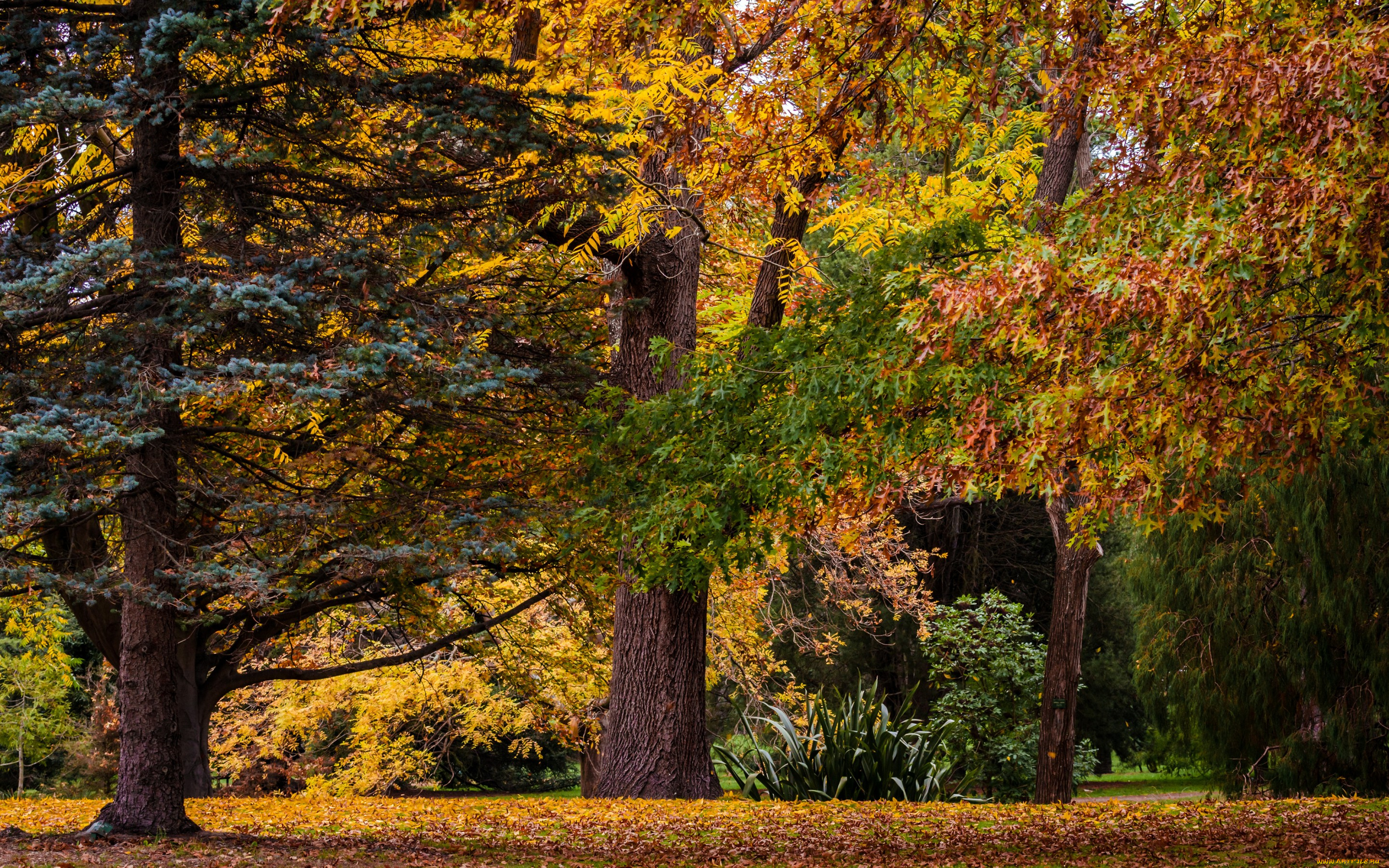 природа, парк, крайстчерч, new, zealand, christchurch, botanic, gardens, осень, листья, деревья, новая, зеландия