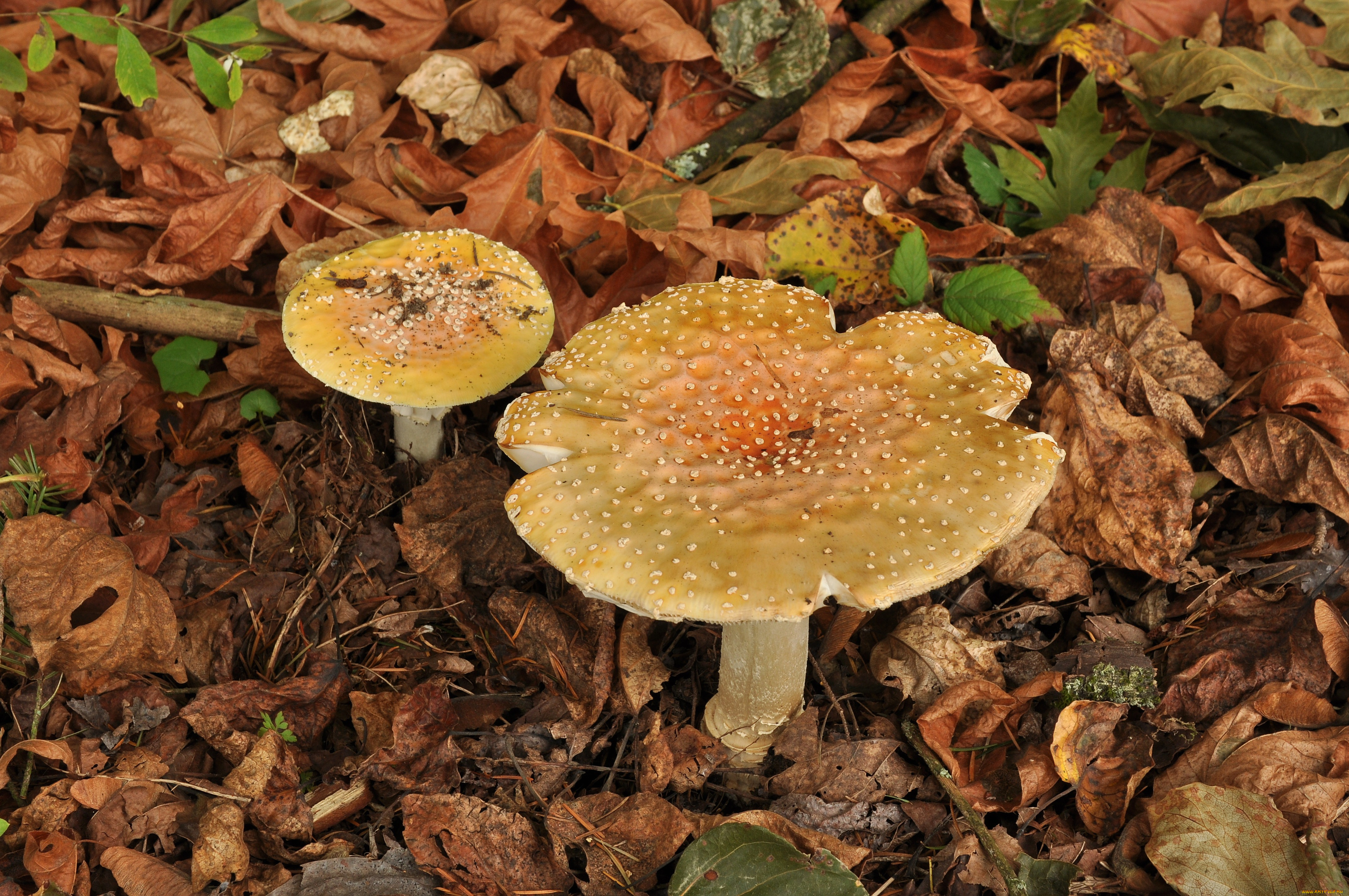 природа, грибы, , мухомор, fly, agaric