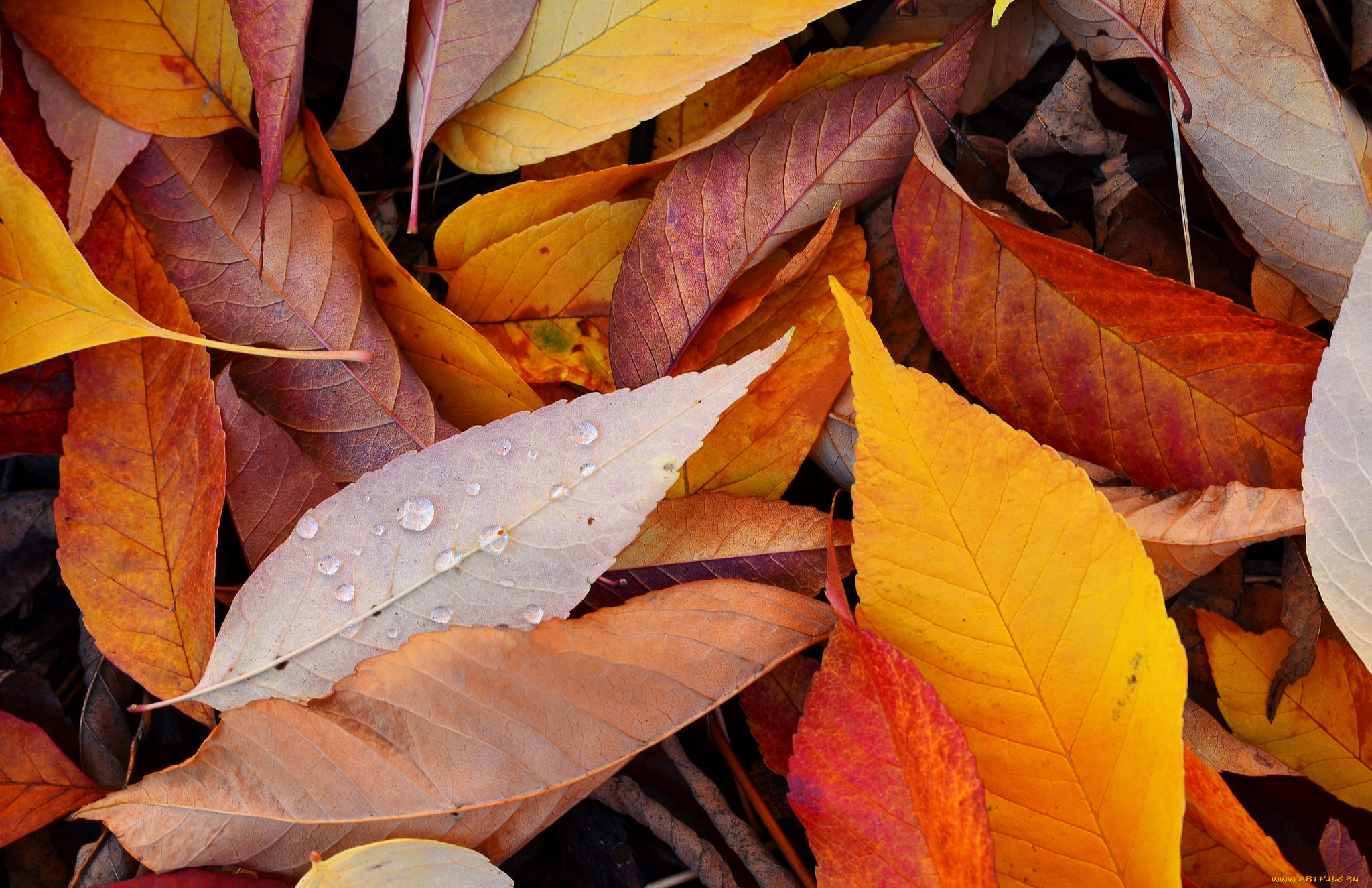 природа, листья, осень, капли