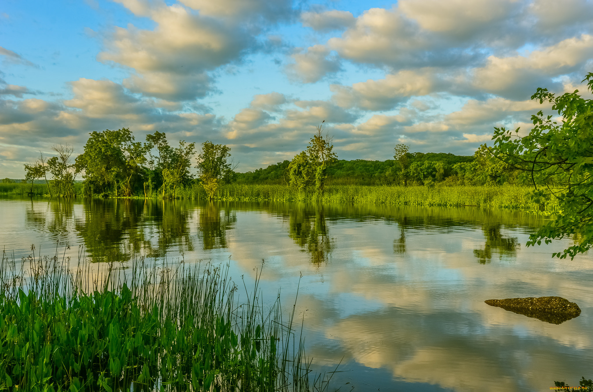 природа, реки, озера, река, лес