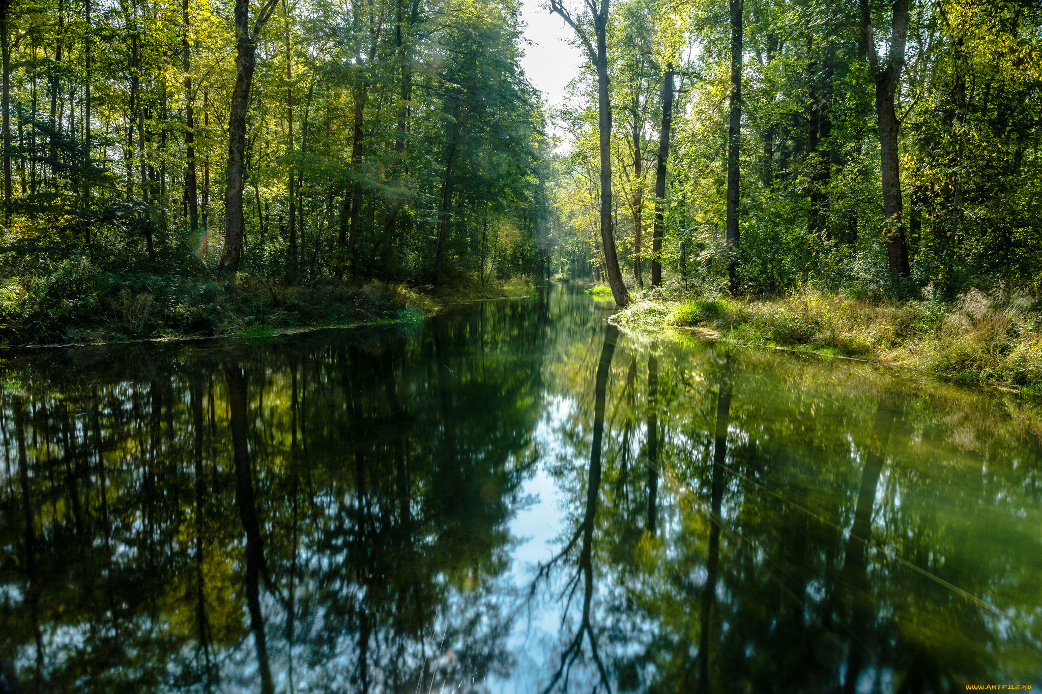 природа, реки, озера, река, лес