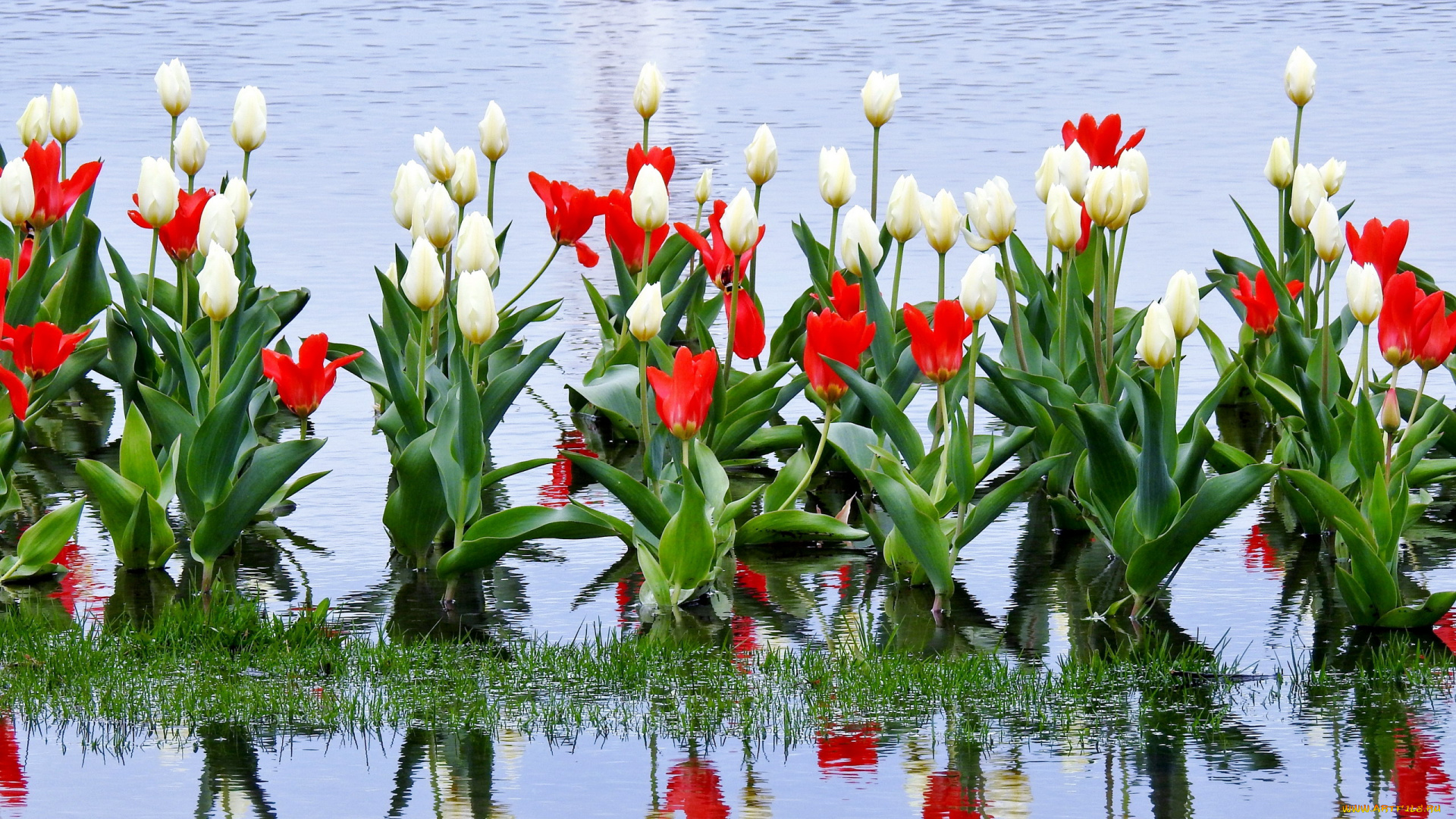 цветы, тюльпаны, белый, красный, бутоны, вода