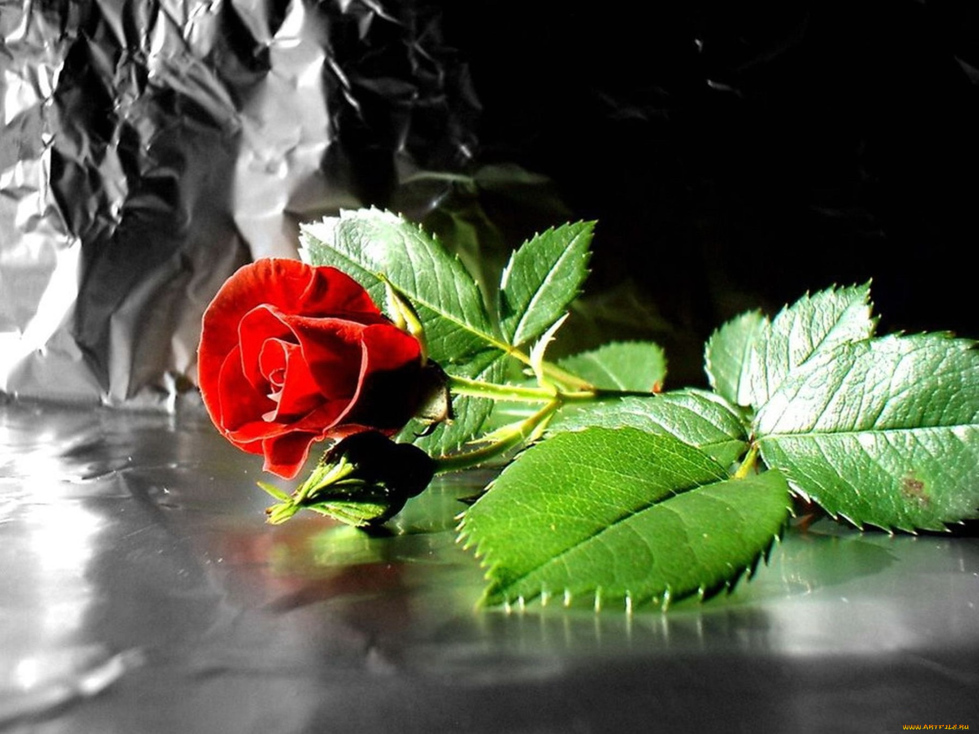цветы, розы, фольга, красная, роза