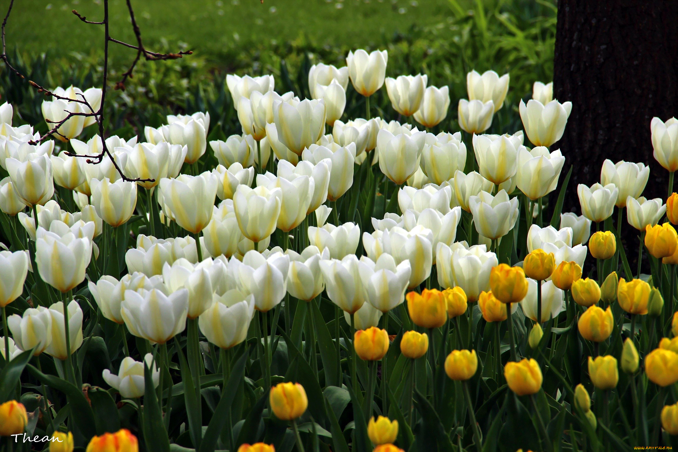 цветы, тюльпаны, много, весна, бутоны, желтый, белый