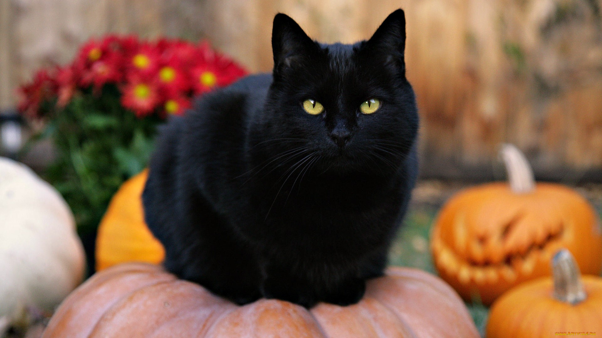 животные, коты, кот, черный, тыквы, цветы, хеллоуин