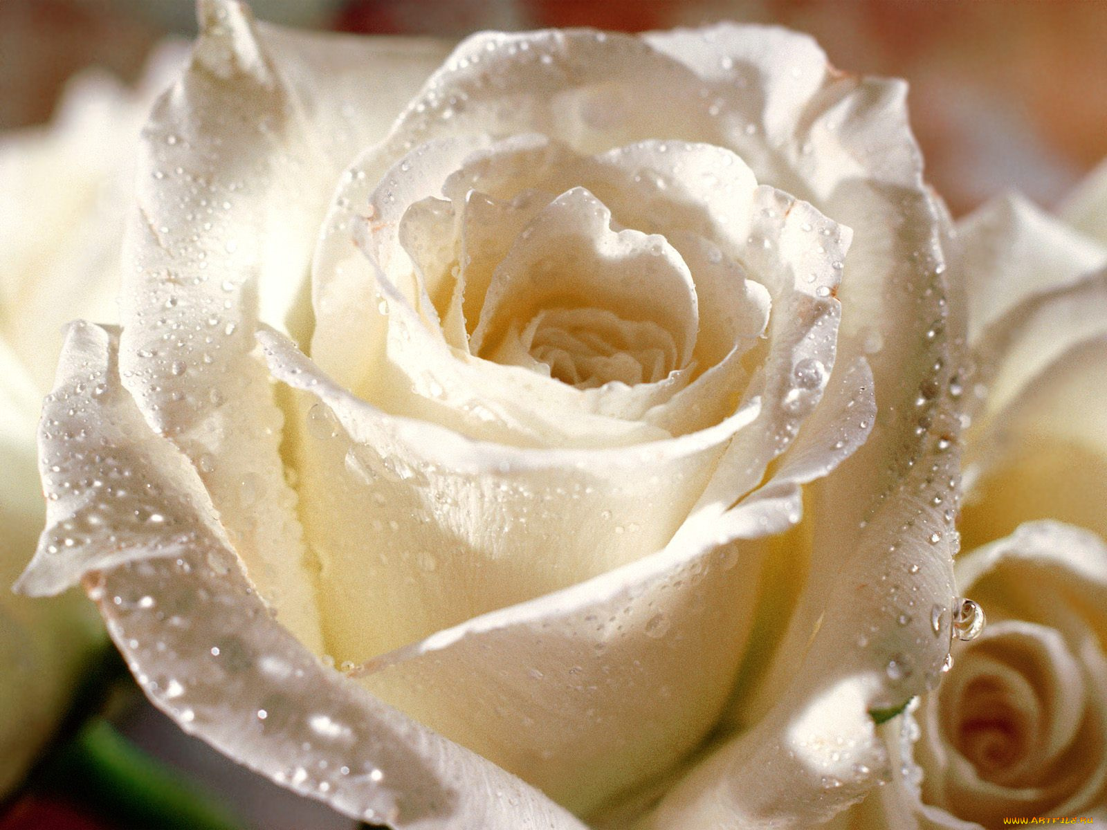 Gul yuzim. Вайт Роуз. Очень красивые цветы. Белые розы. Красивые розы.