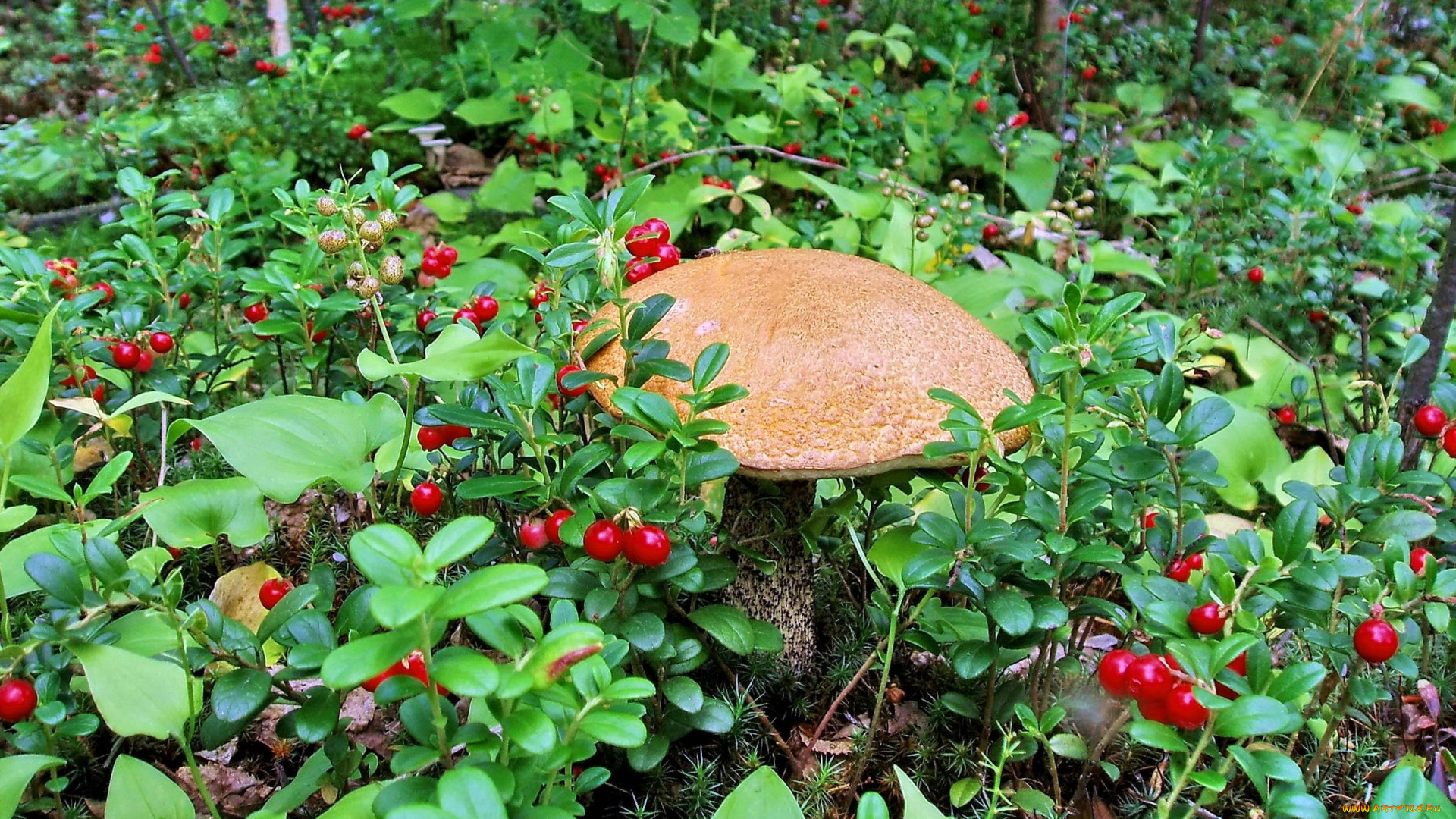 лесные грибы с брусникой бесплатно