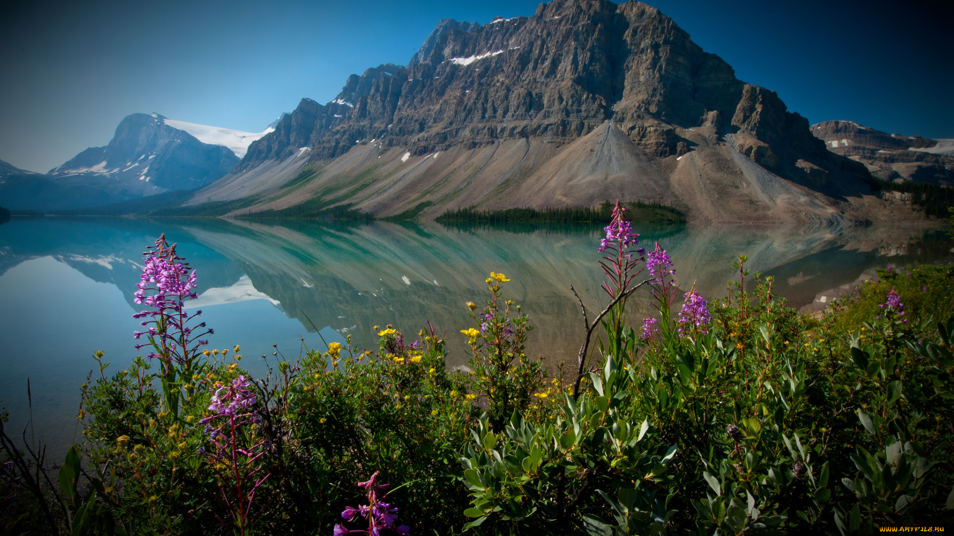 bow, lake, alberta, canada, природа, горы, crowfoot, mountain, banff, national, park, банф, озеро, боу, альберта, канада, цветы