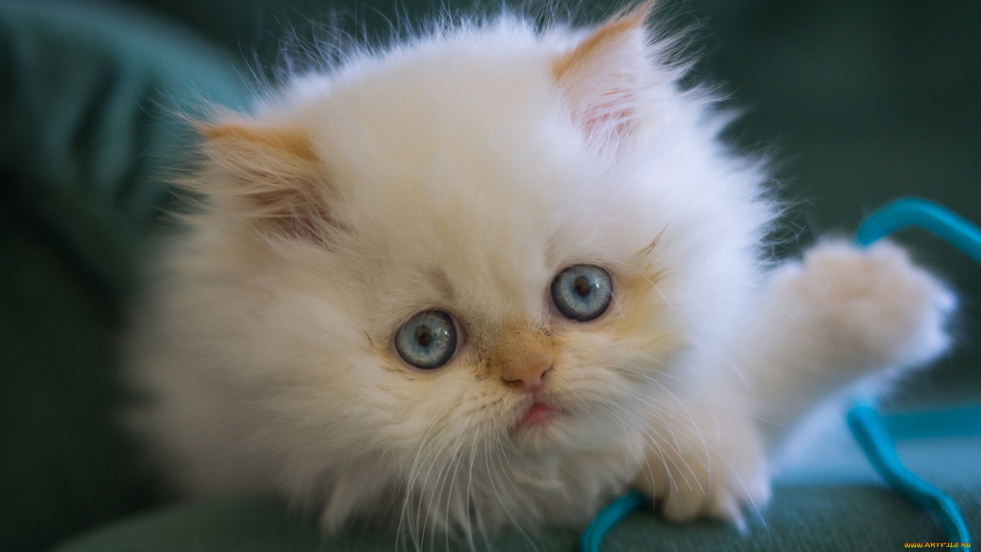 животные, коты, котёнок, голубые, глаза, мордочка, взгляд, пушистый, белый