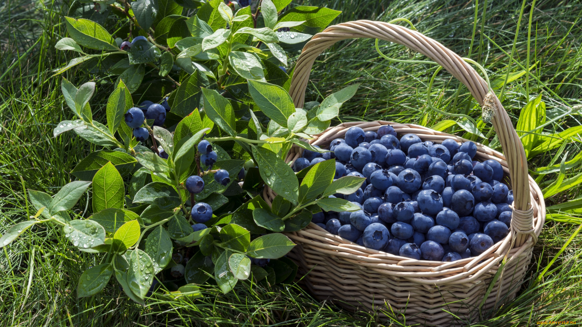 еда, фрукты, , ягоды, корзина, ягоды, черника, blueberry, berries, fresh