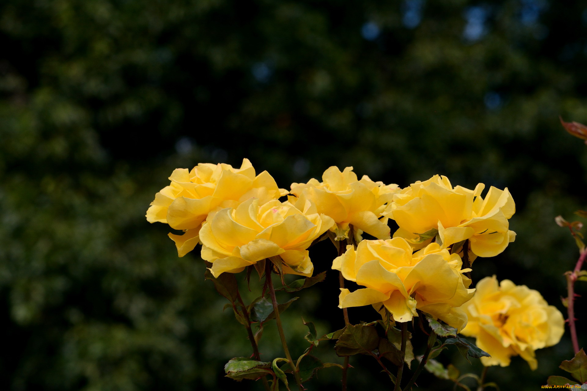 цветы, розы, желтый