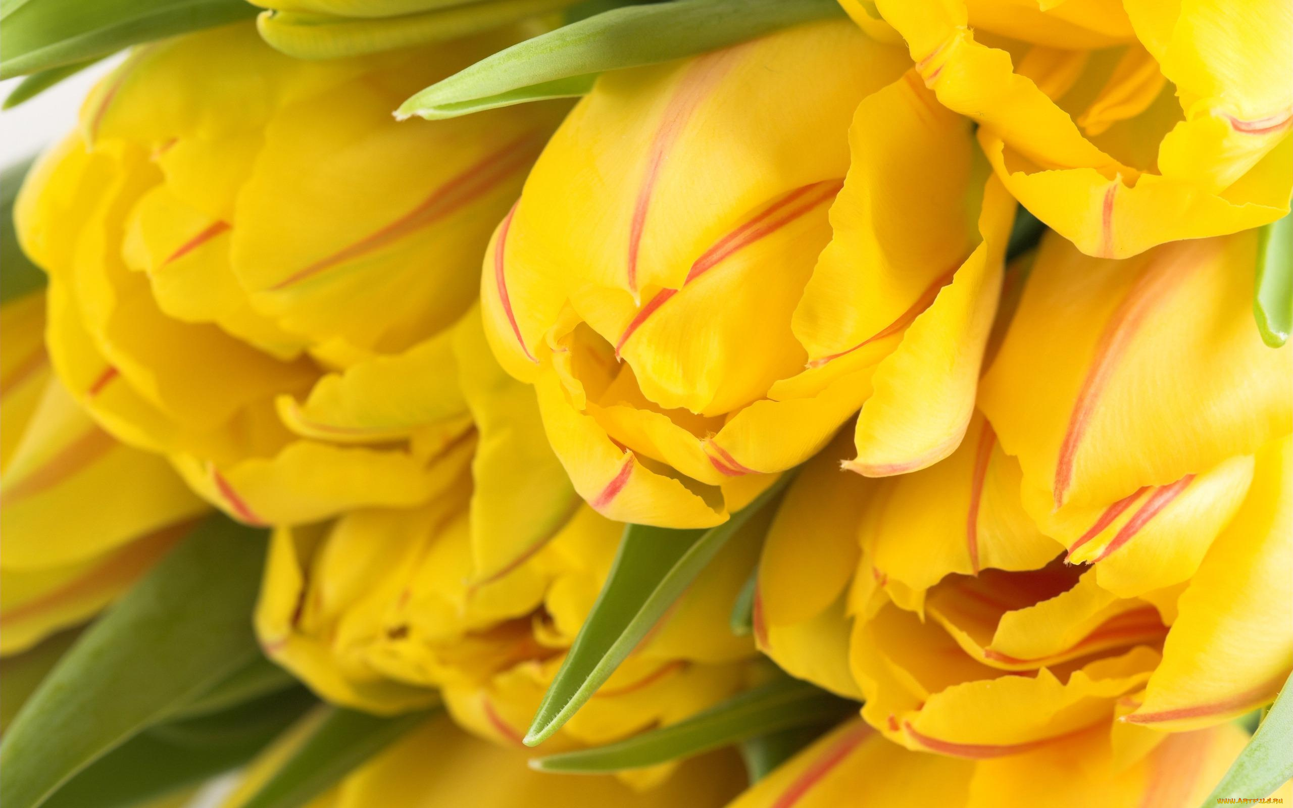 цветы, тюльпаны, букет, желтые