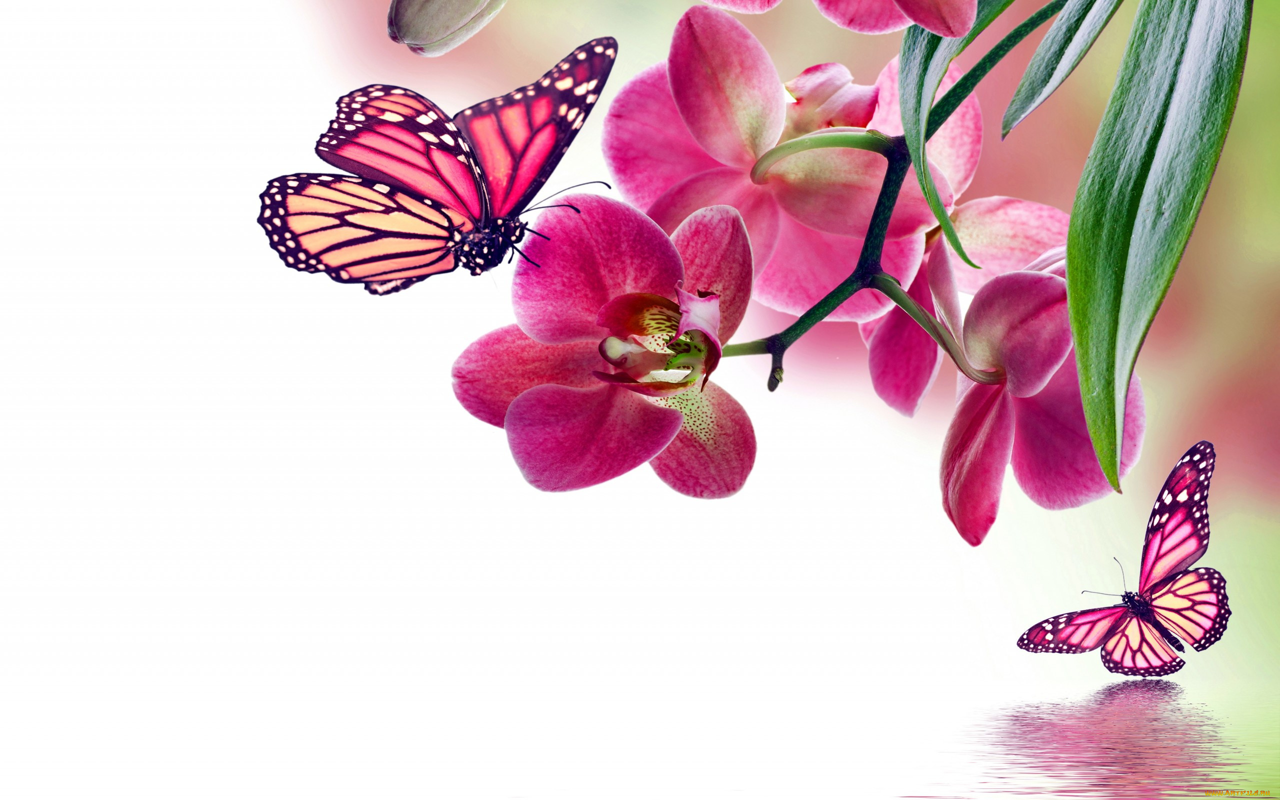 животные, бабочки, , мотыльки, , моли, розовая, орхидея, цветок, ветка