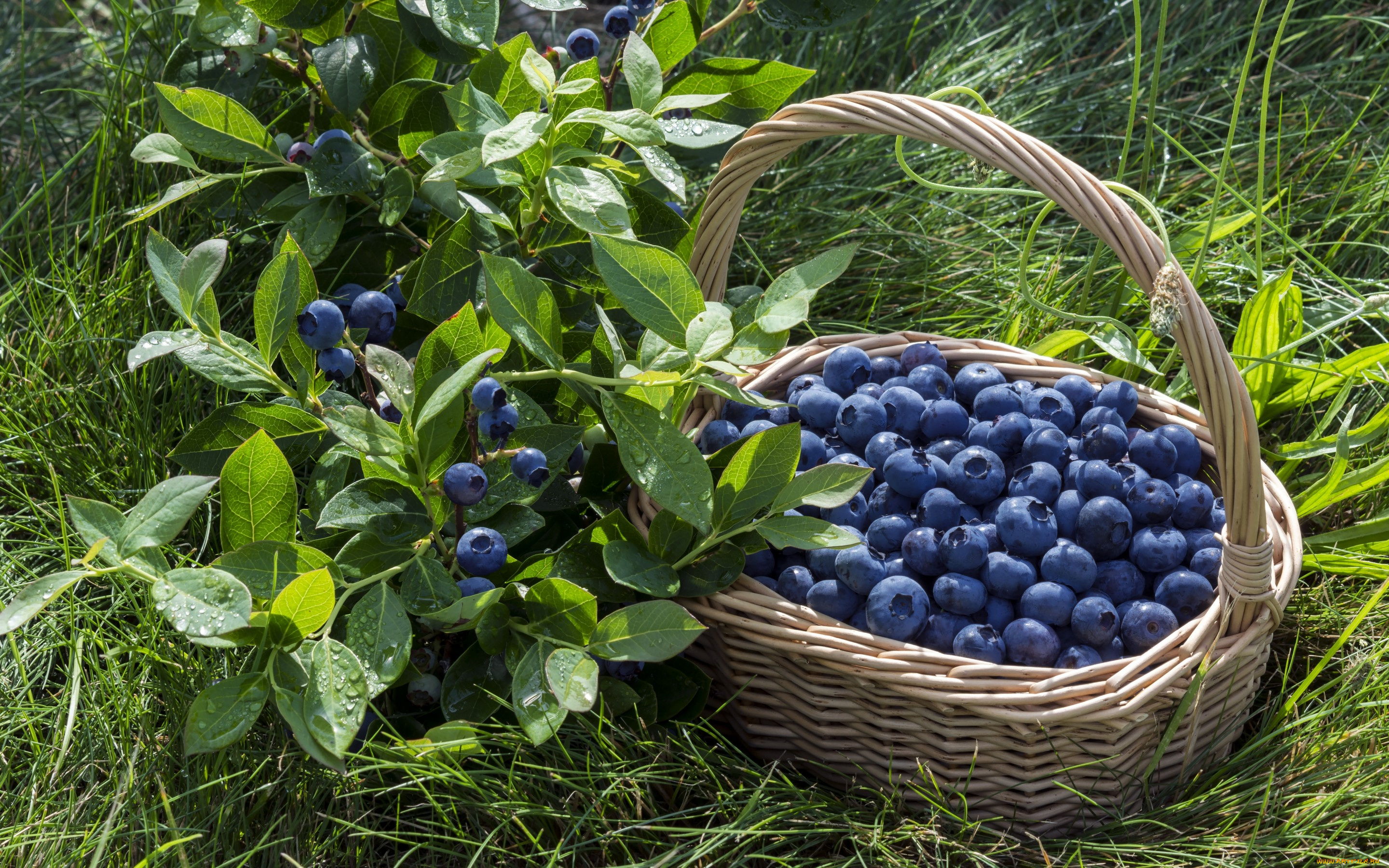 еда, фрукты, , ягоды, корзина, ягоды, черника, blueberry, berries, fresh