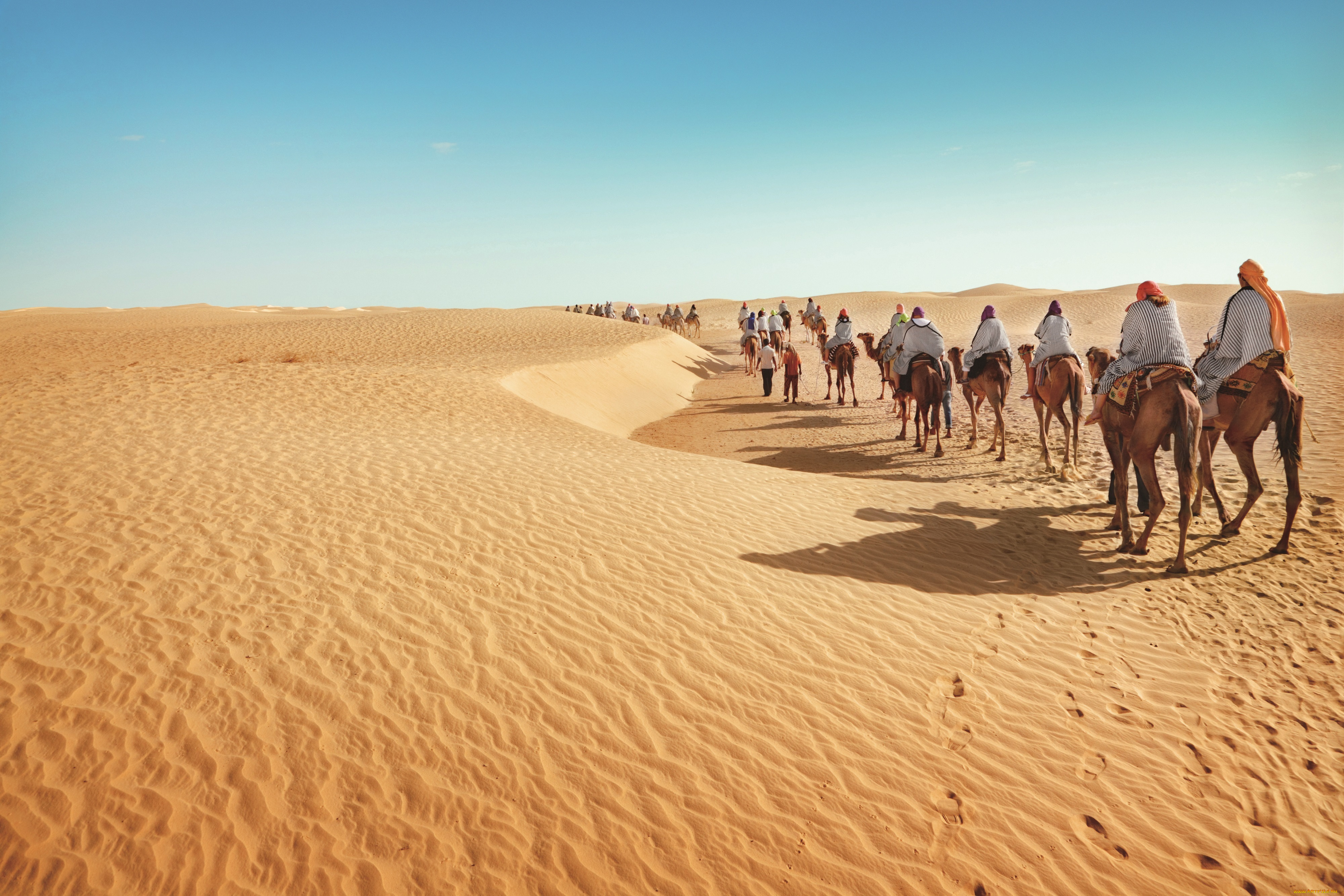 животные, верблюды, песок, пустыня, караван