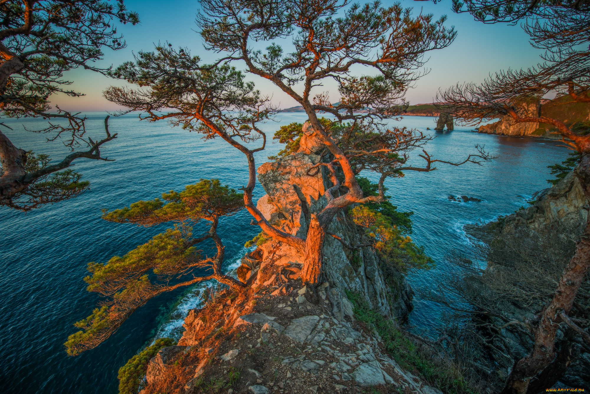 природа, побережье, дерево