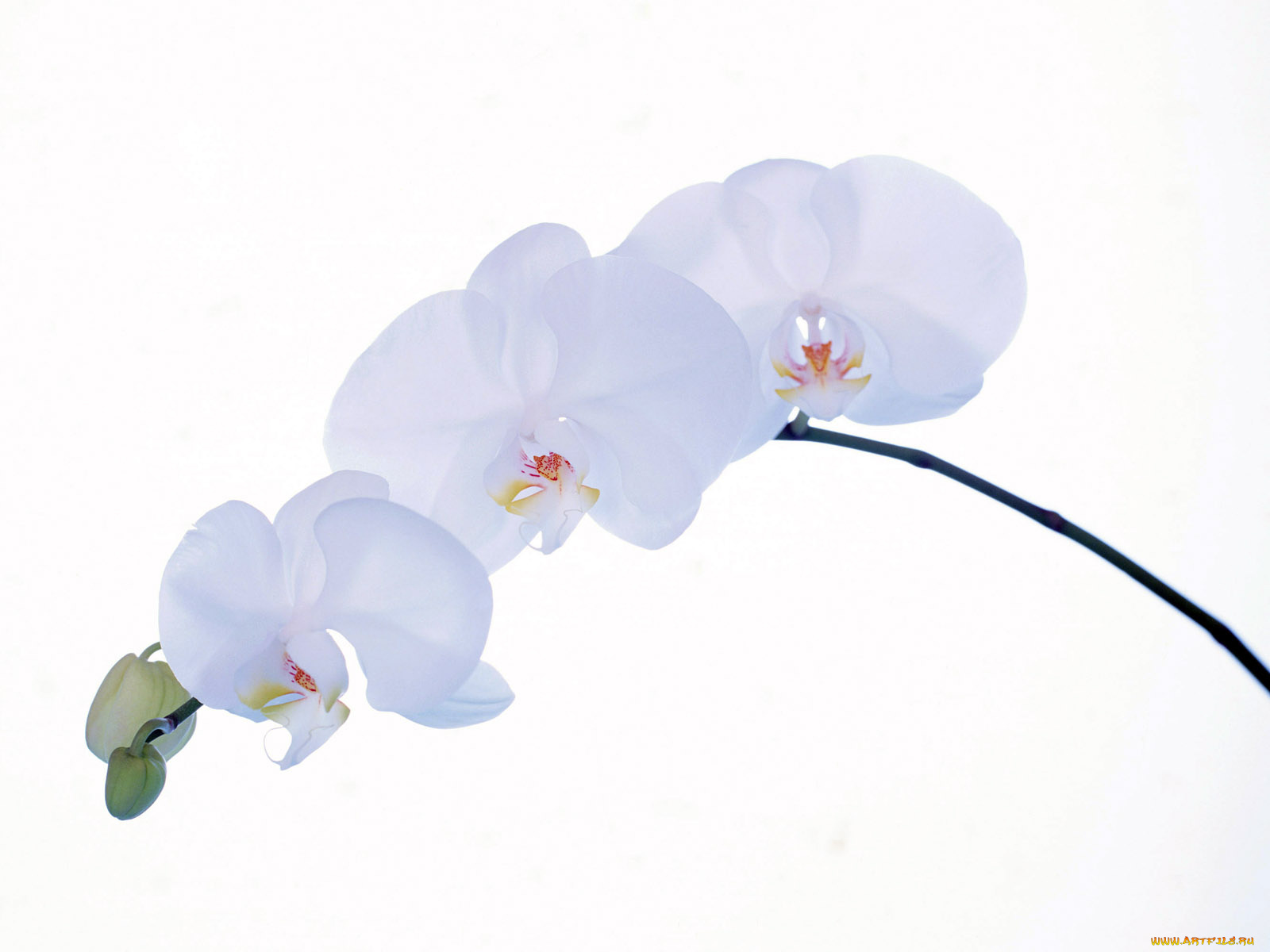 homeflower, цветы, орхидеи