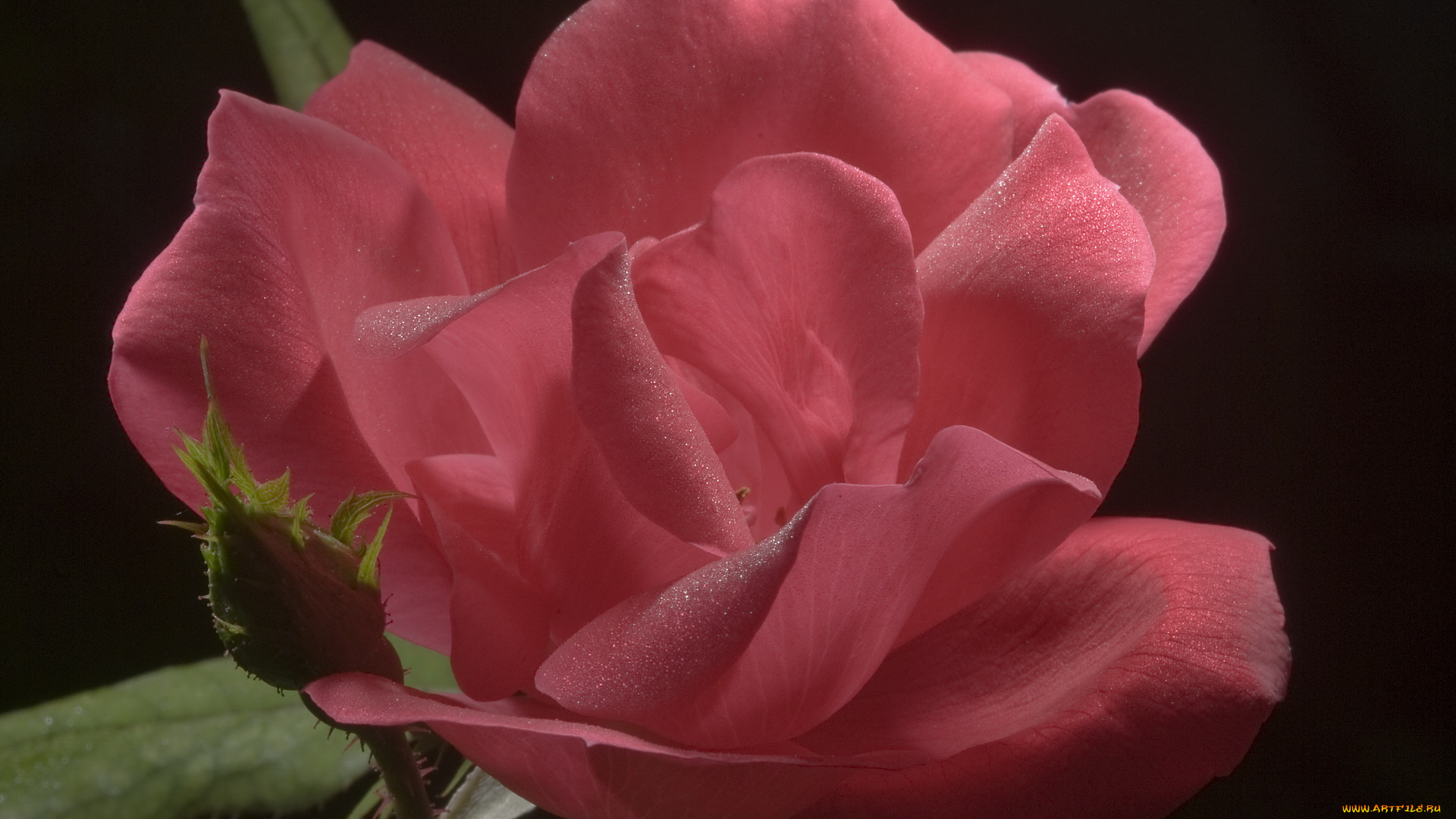 цветы, розы, розовая, нежность