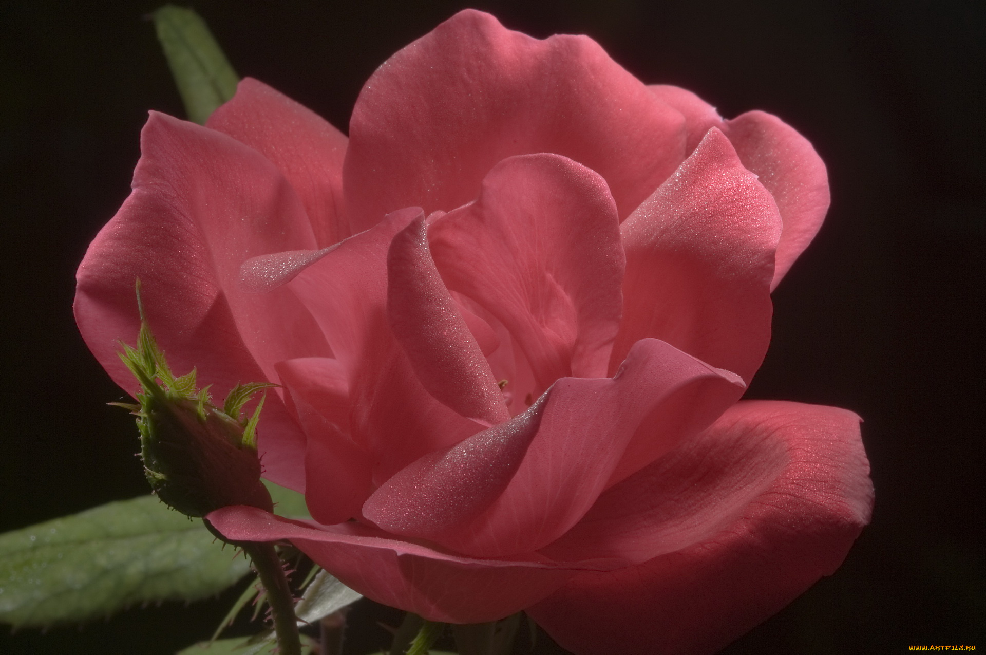 цветы, розы, розовая, нежность