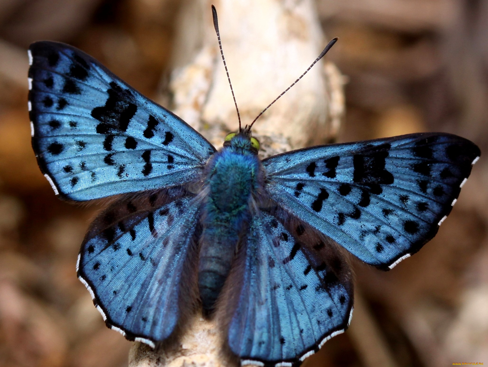 животные, бабочки, синий, крылья