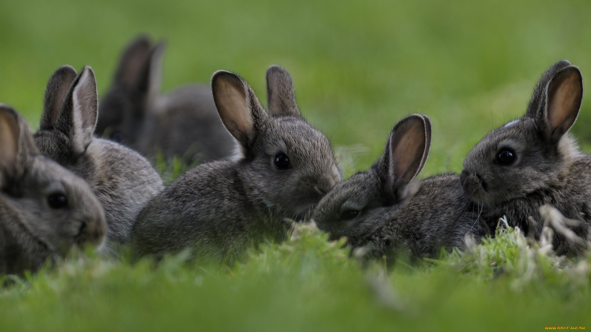 животные, кролики, зайцы, малыши