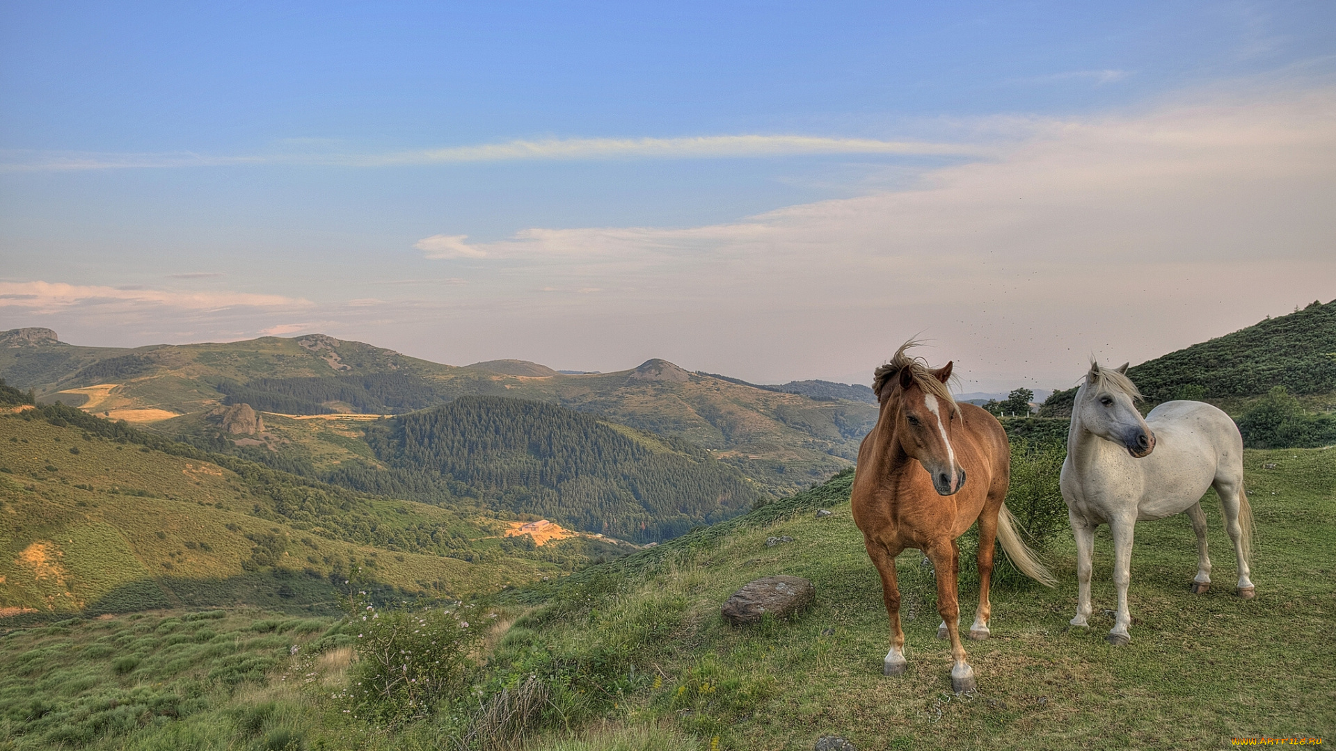 животные, лошади, горы, пейзаж