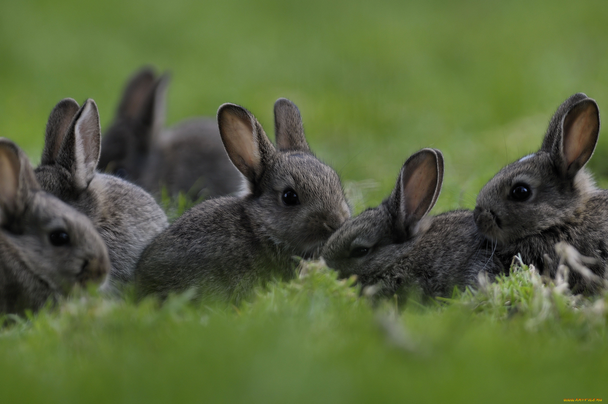 животные, кролики, зайцы, малыши