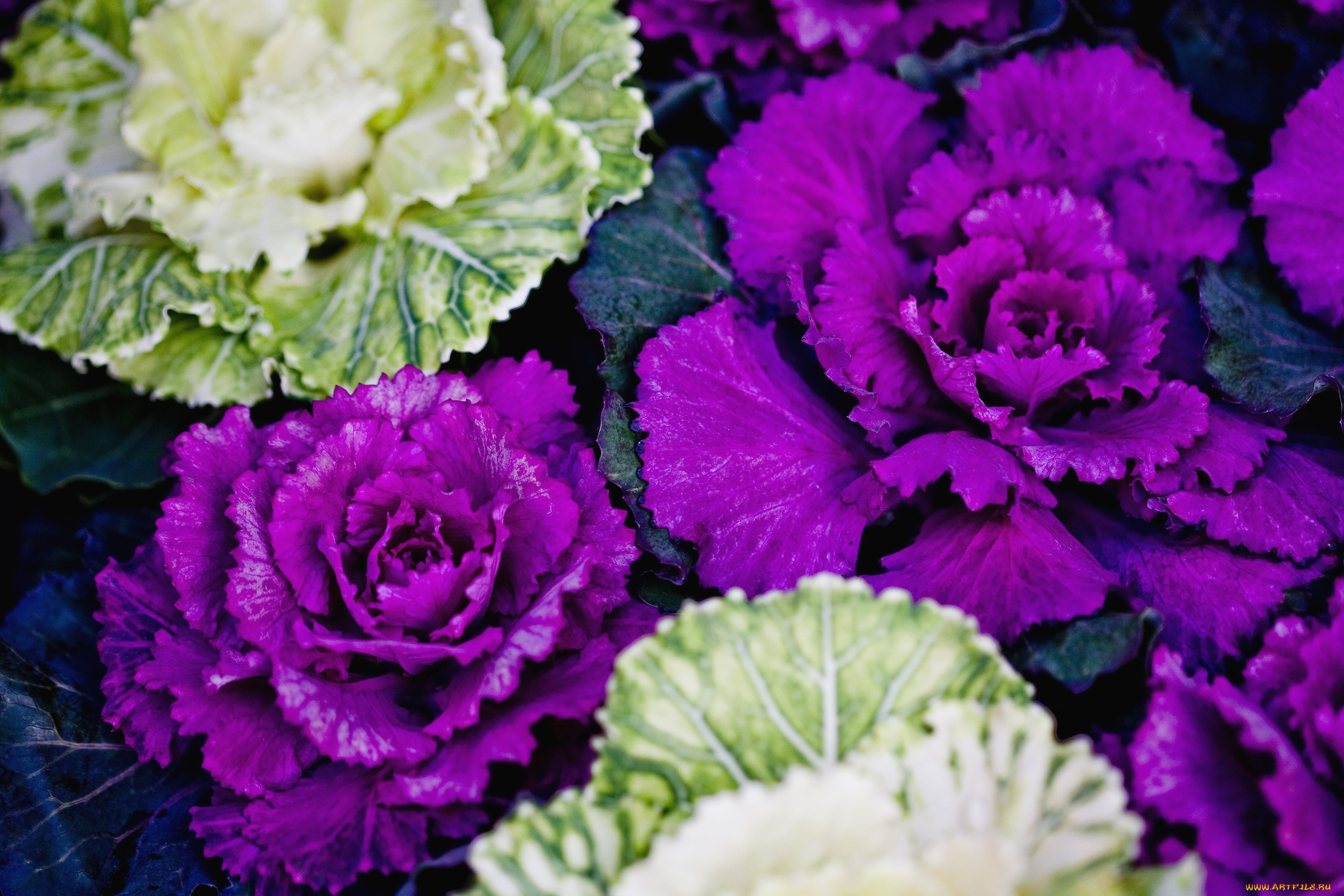 цветы, декоративная, капуста, фиолетовый, листья