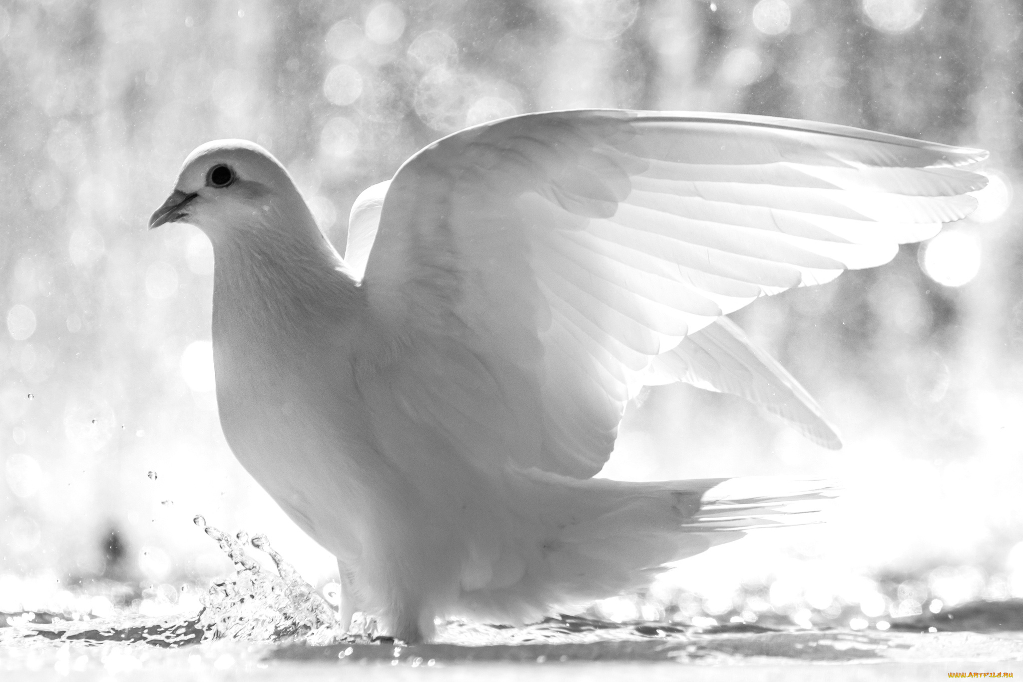 животные, голуби, белый, свет, крылья