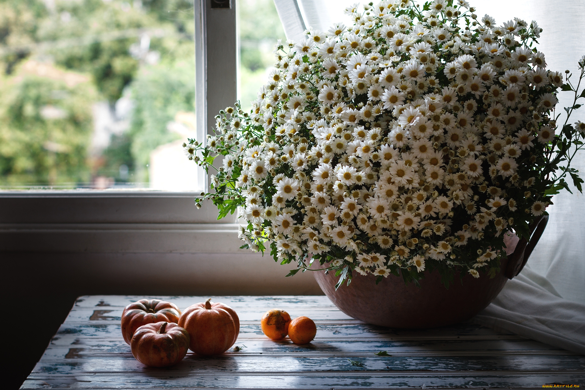 цветы, ромашки, букет, тыковки, окно
