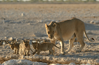 Картинка животные львы мама малыши