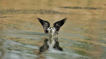 Картинка животные птицы ходулочник птица вода