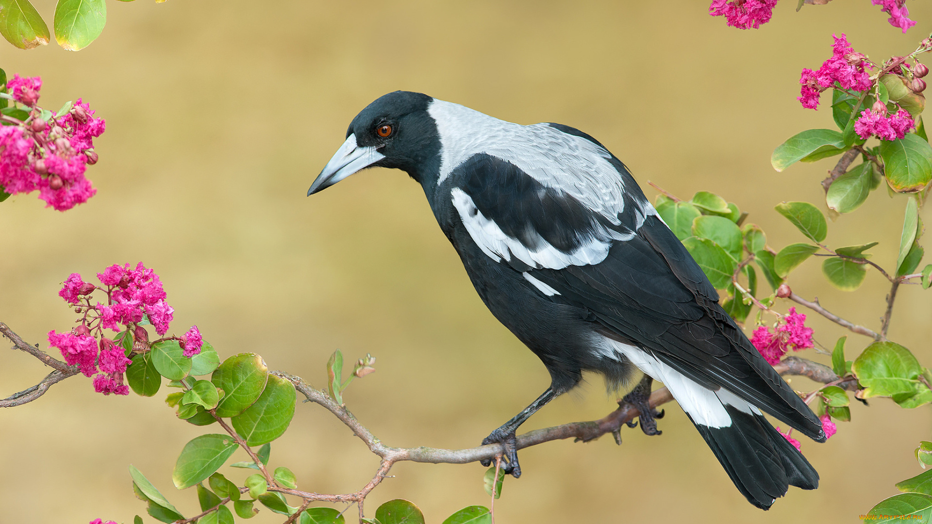 australian, magpie, животные, птицы, птичка